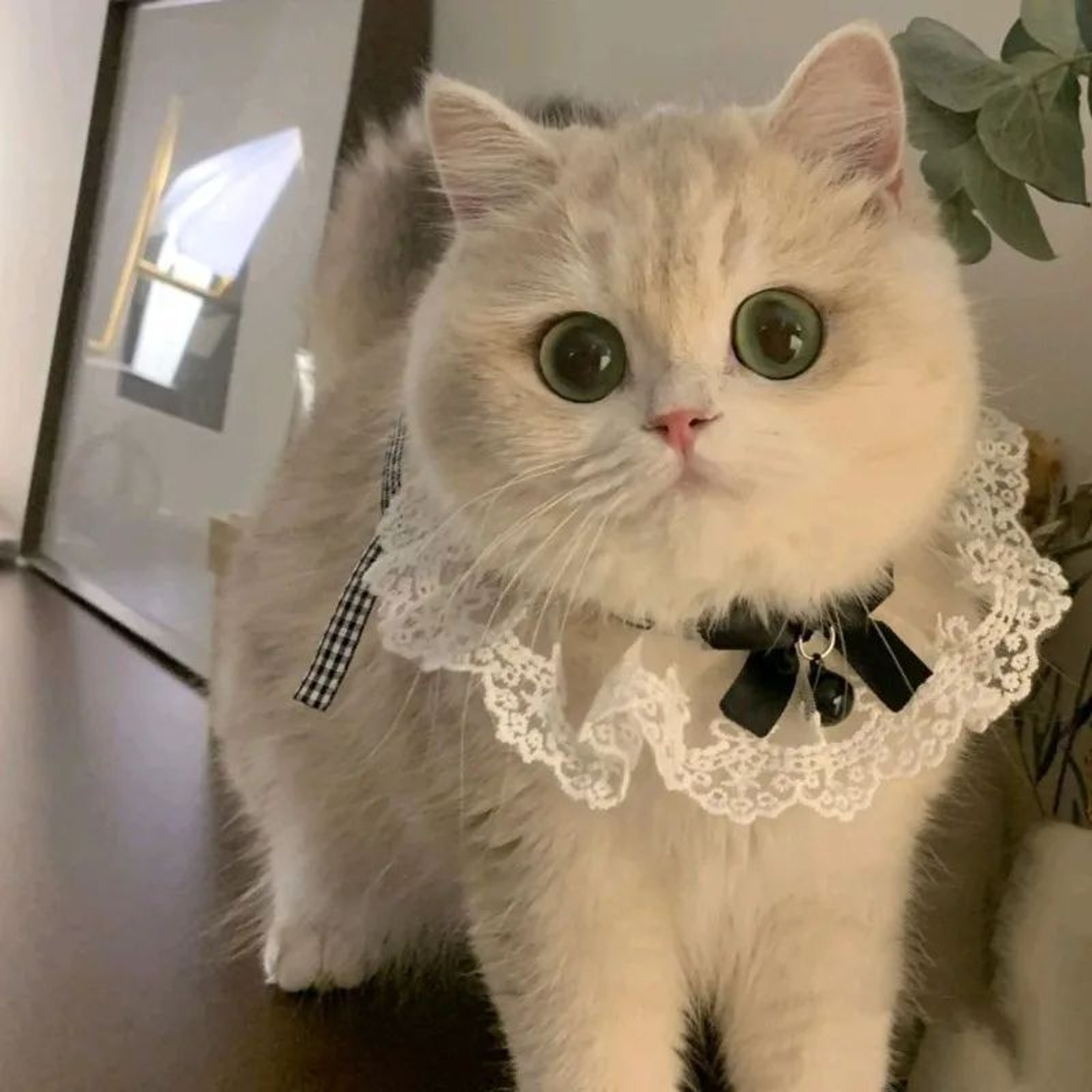 Princess Lace Pet Collar With Bell For Cats And Small Dogs 2