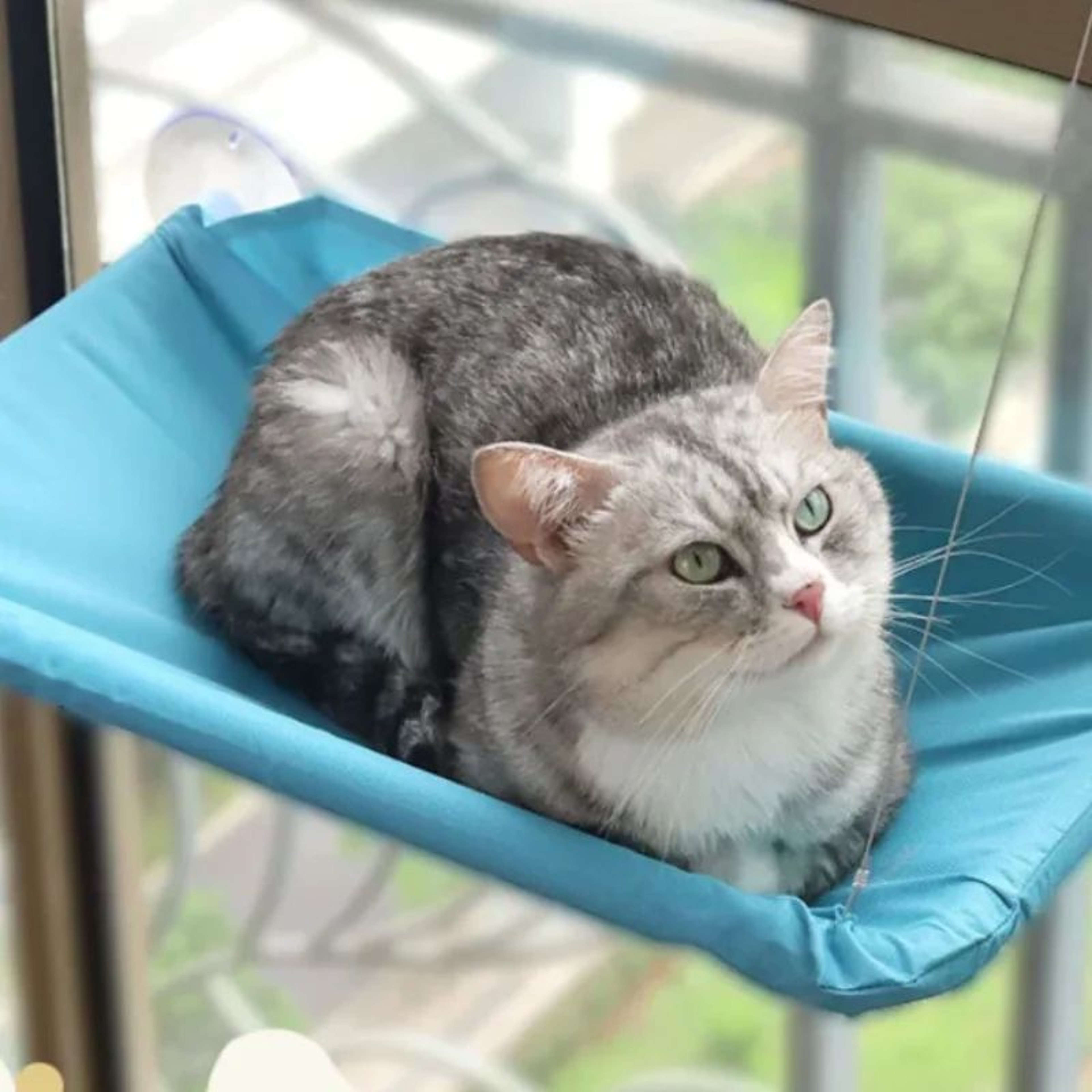 SunView Deluxe Cat Window Hammock  HeavyDuty Window Perch For Cats With 20kg Capacity 3