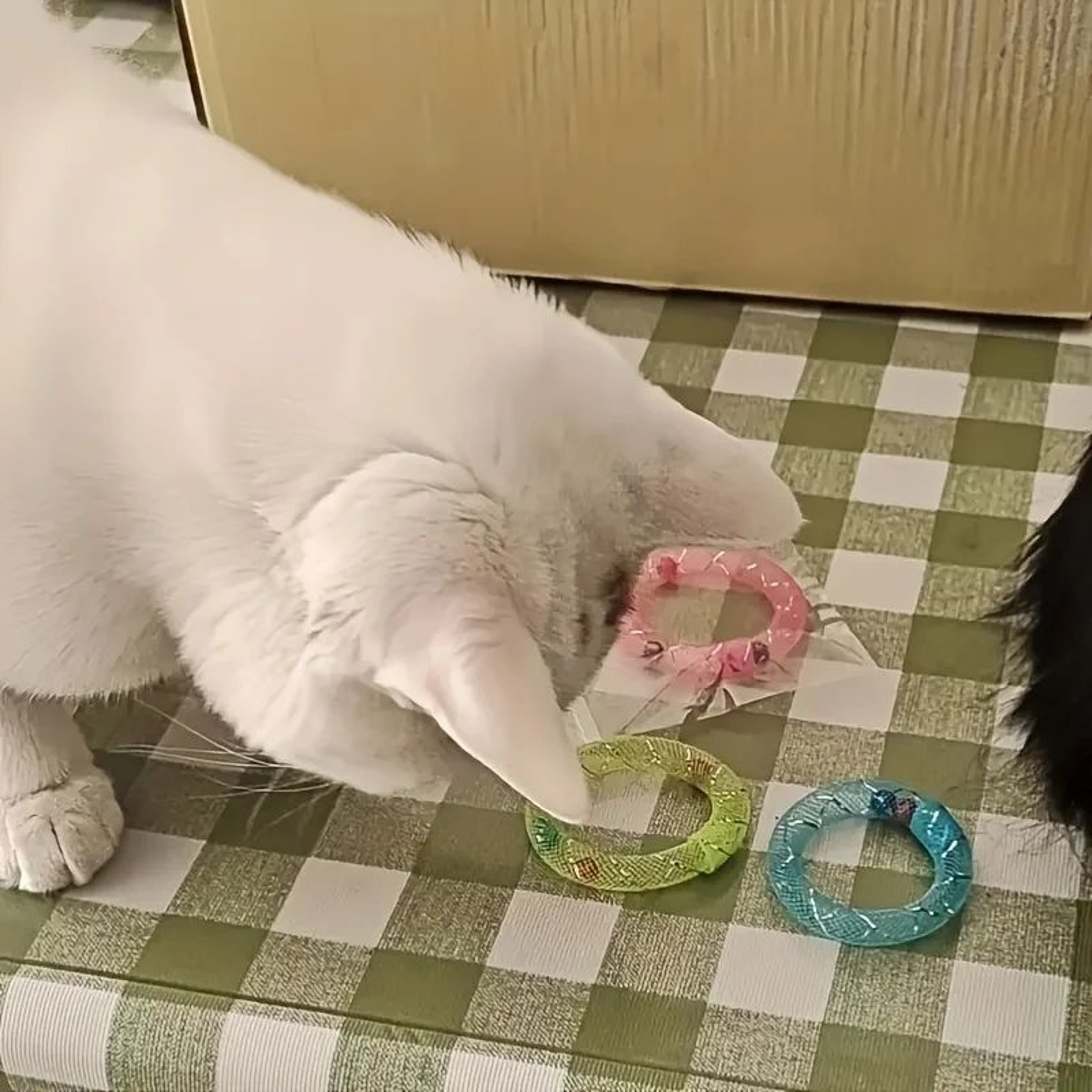 Donut Bounce Interactive Cat Toy With Bell 5