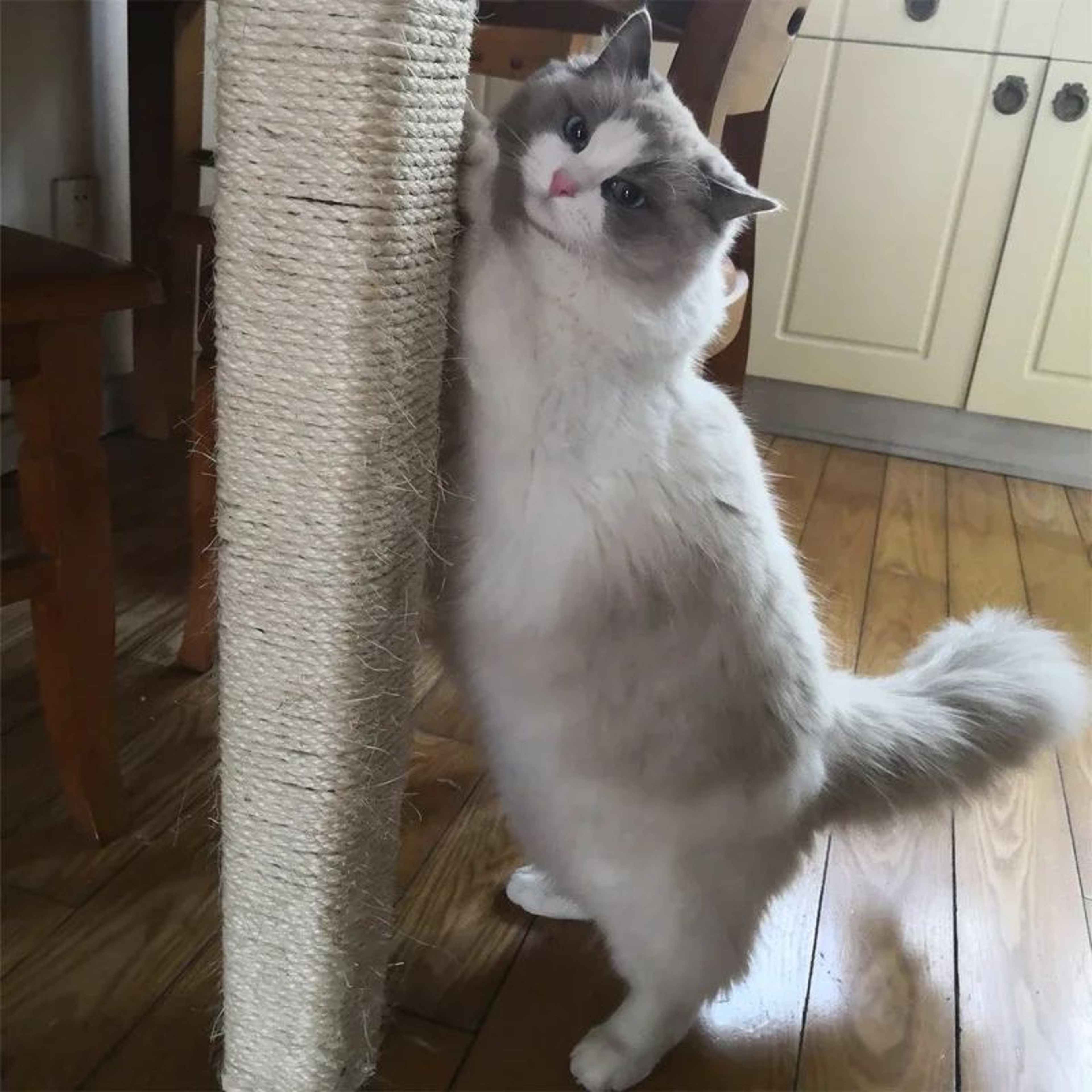 Natural Sisal Cat Tree Repair Rope  Durable Scratching Post Replacement Cord 5