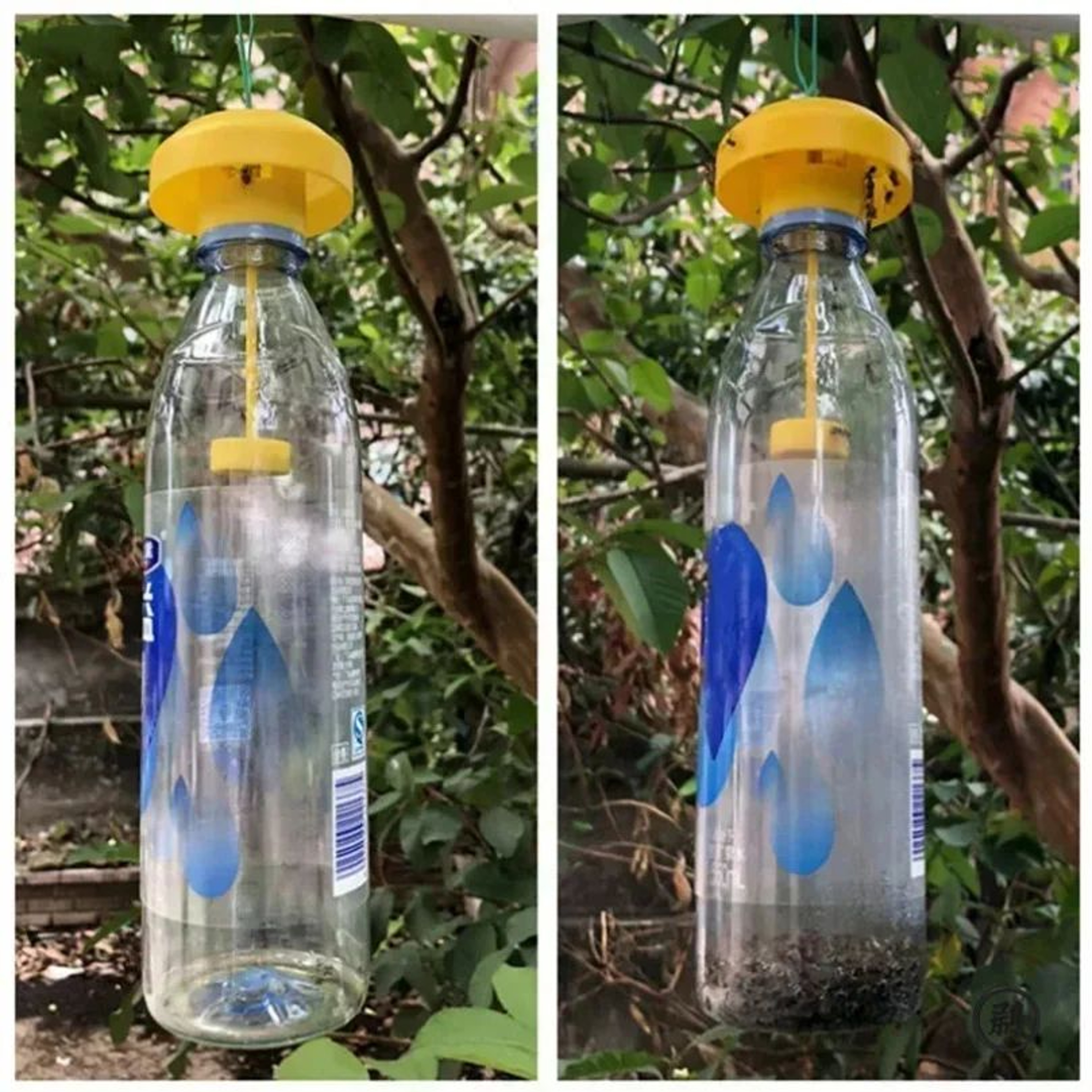 FreshGuard Reusable Fruit Fly Trap 2Pack For Home And Garden 3