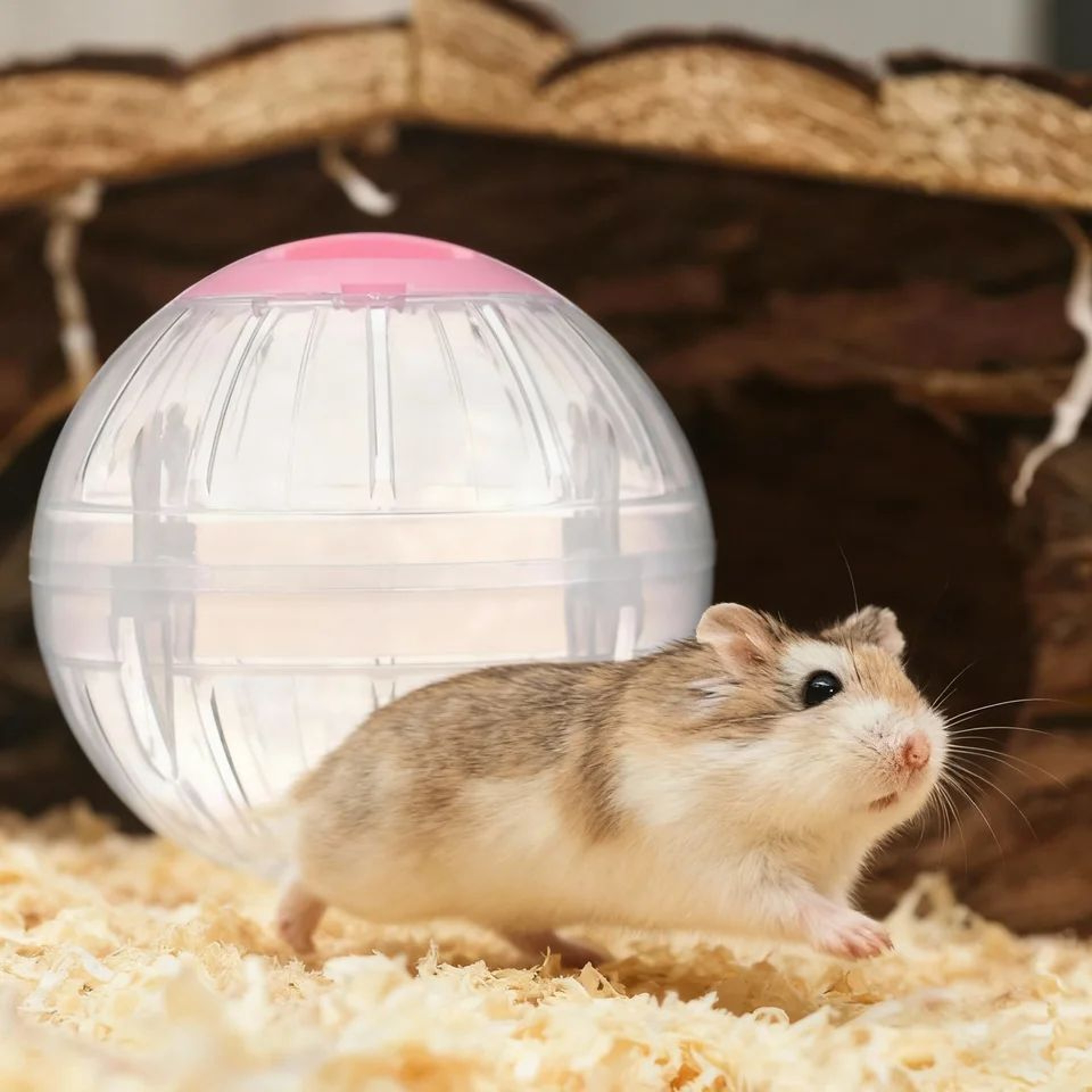 Hamster Exercise Ball Ventilated Running Toy For Mice And Gerbils 0