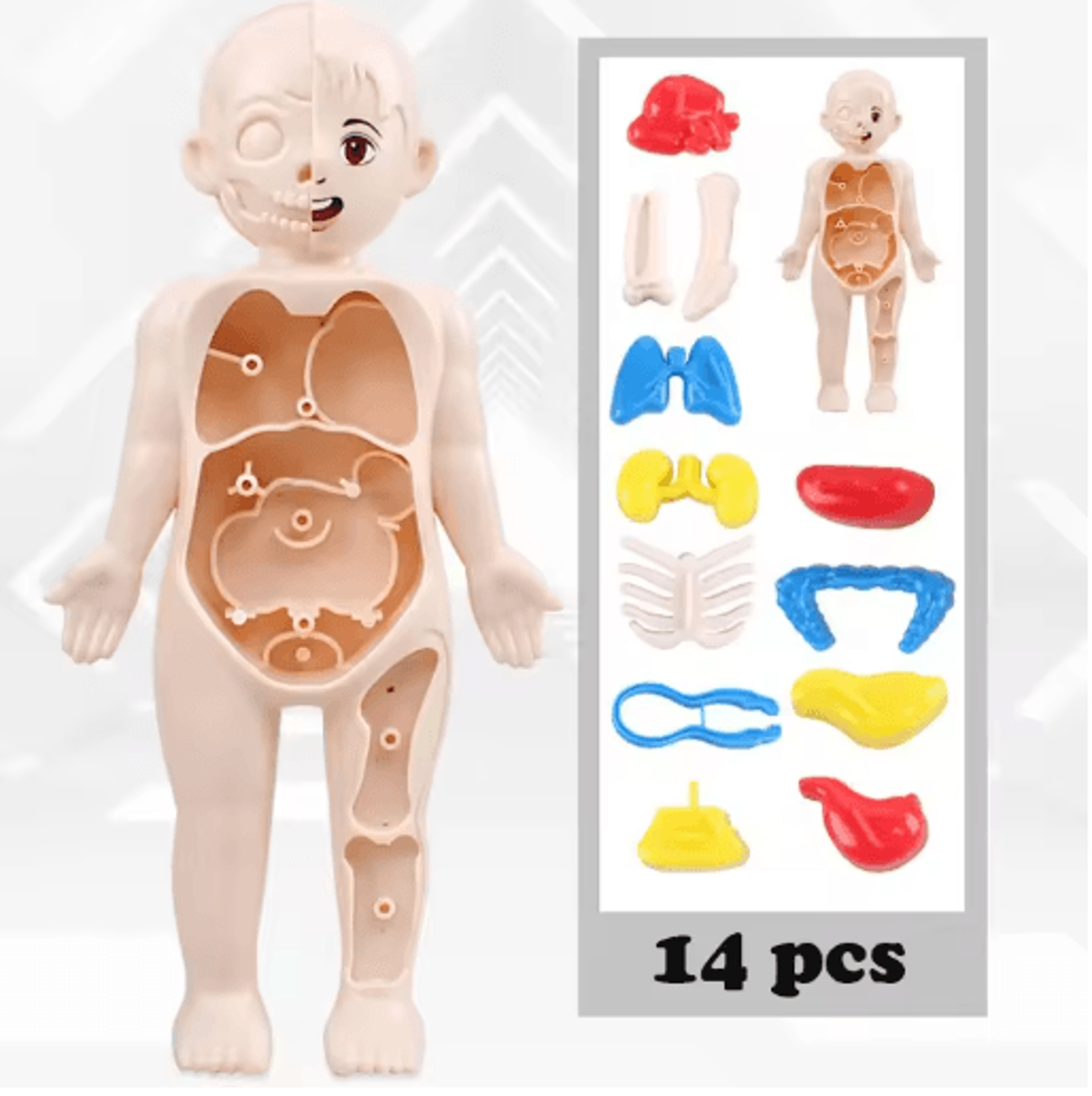 14 Piece Human Organ Structure Model Assemble It Medical Science Learning Set 0