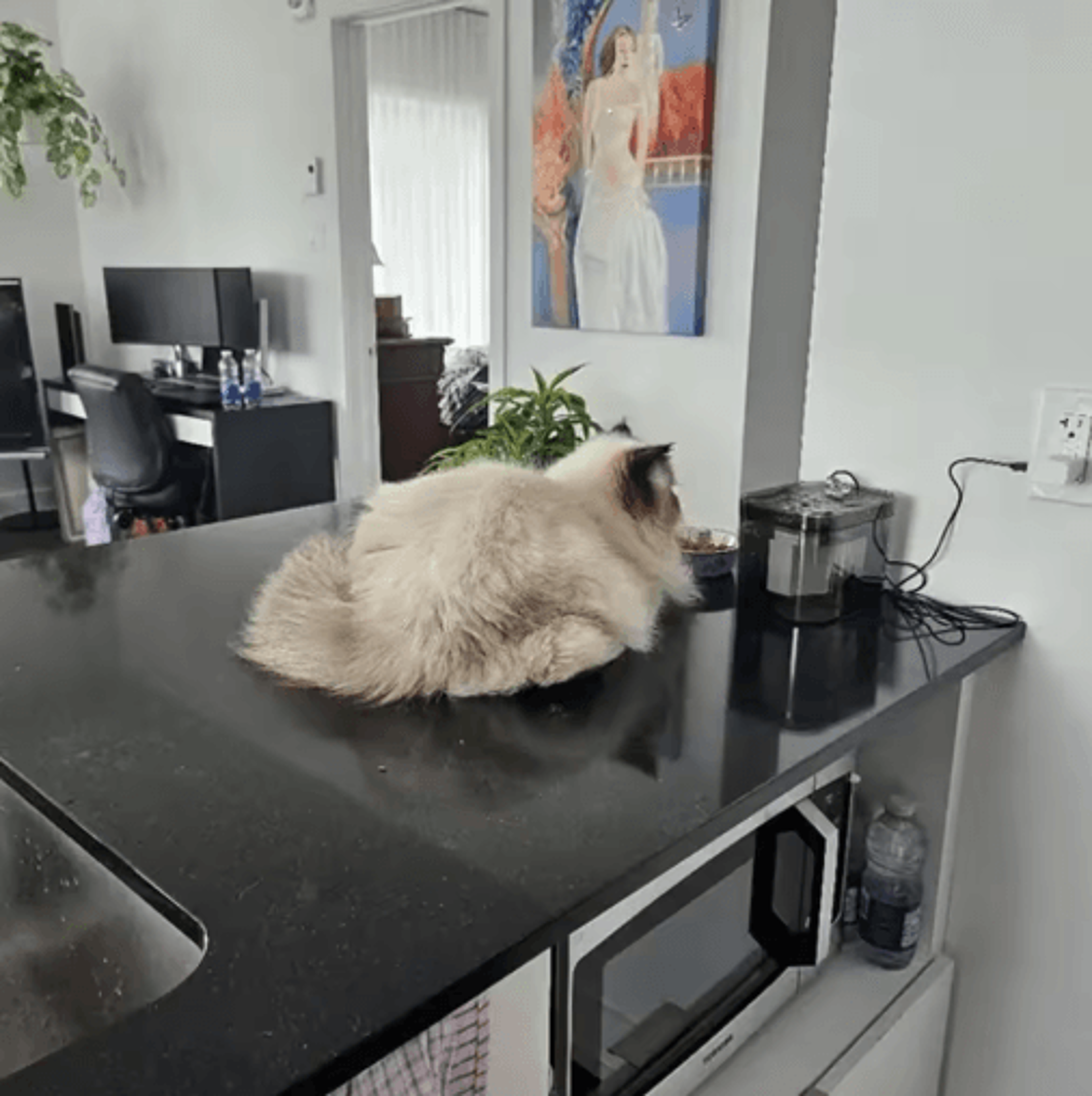 Premium UltraQuiet USB Cat Water Fountain Automatic Recirculating Pet Drinker 4