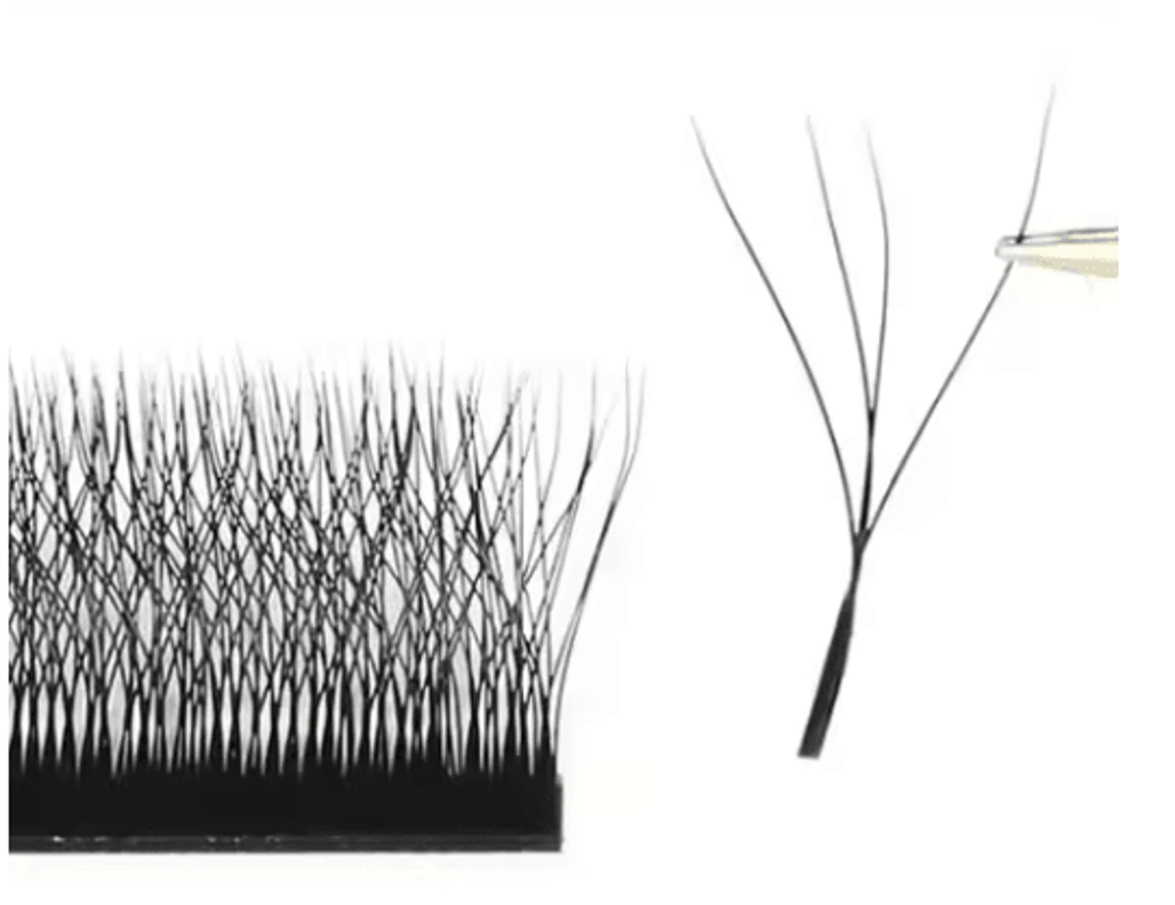 MARIA 4D W Shaped Beam Lash Extensions Easy Fan Russian Volume Clusters 2