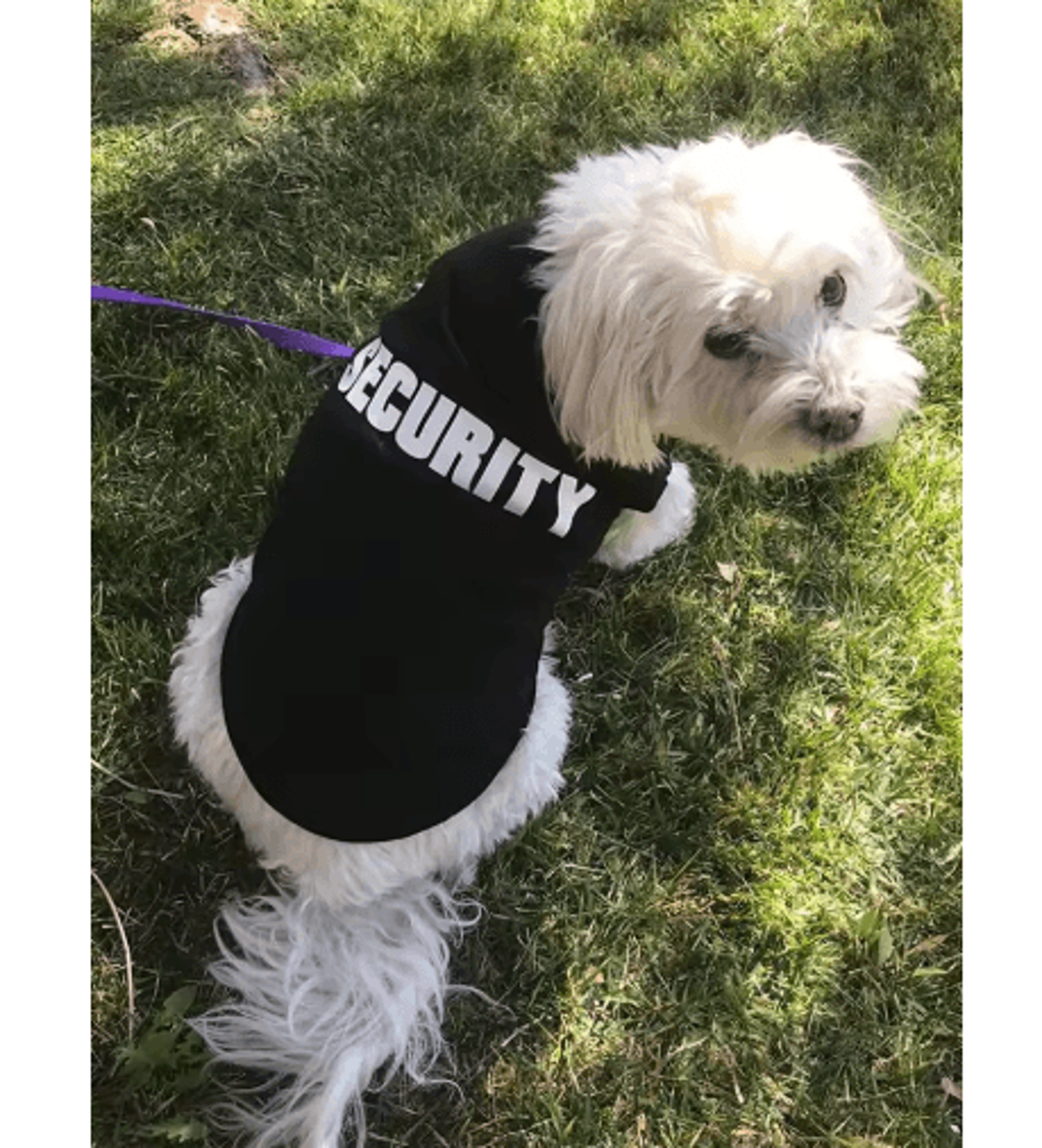 Summer Dog Security Vest  Lightweight Puppy TShirt Costume For Small Dogs  Cats 1