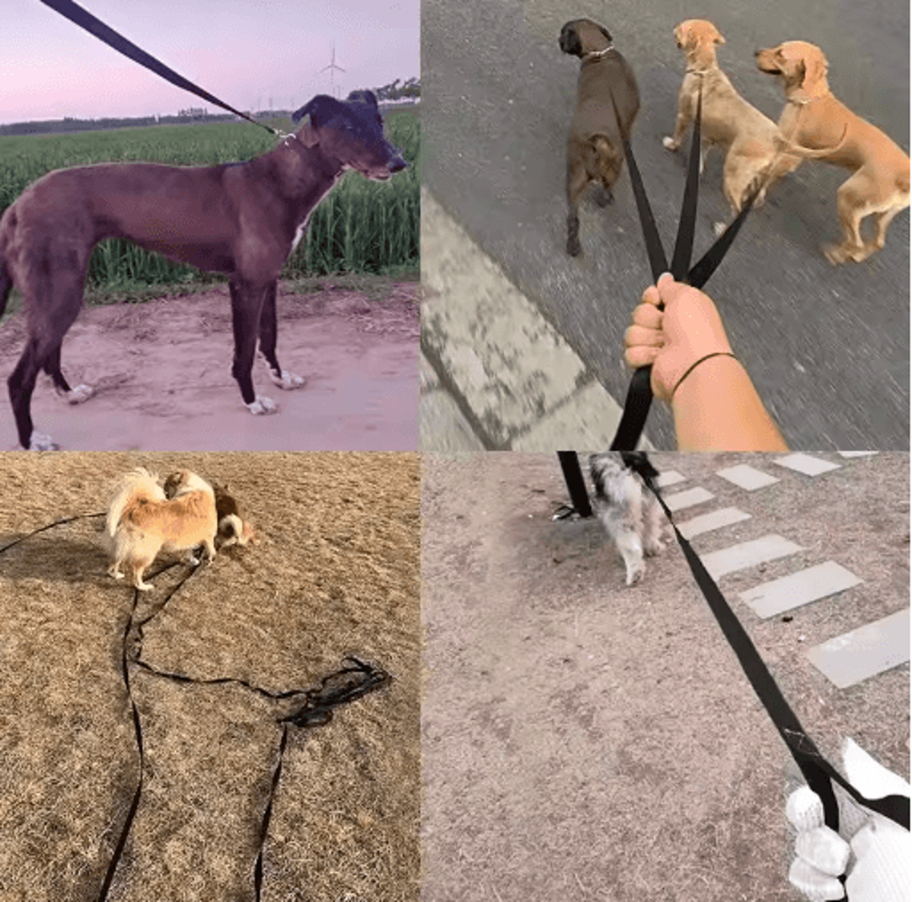 Extra Long Nylon Dog Training Leash For Outdoor Training  Walking 10m15m20m 2