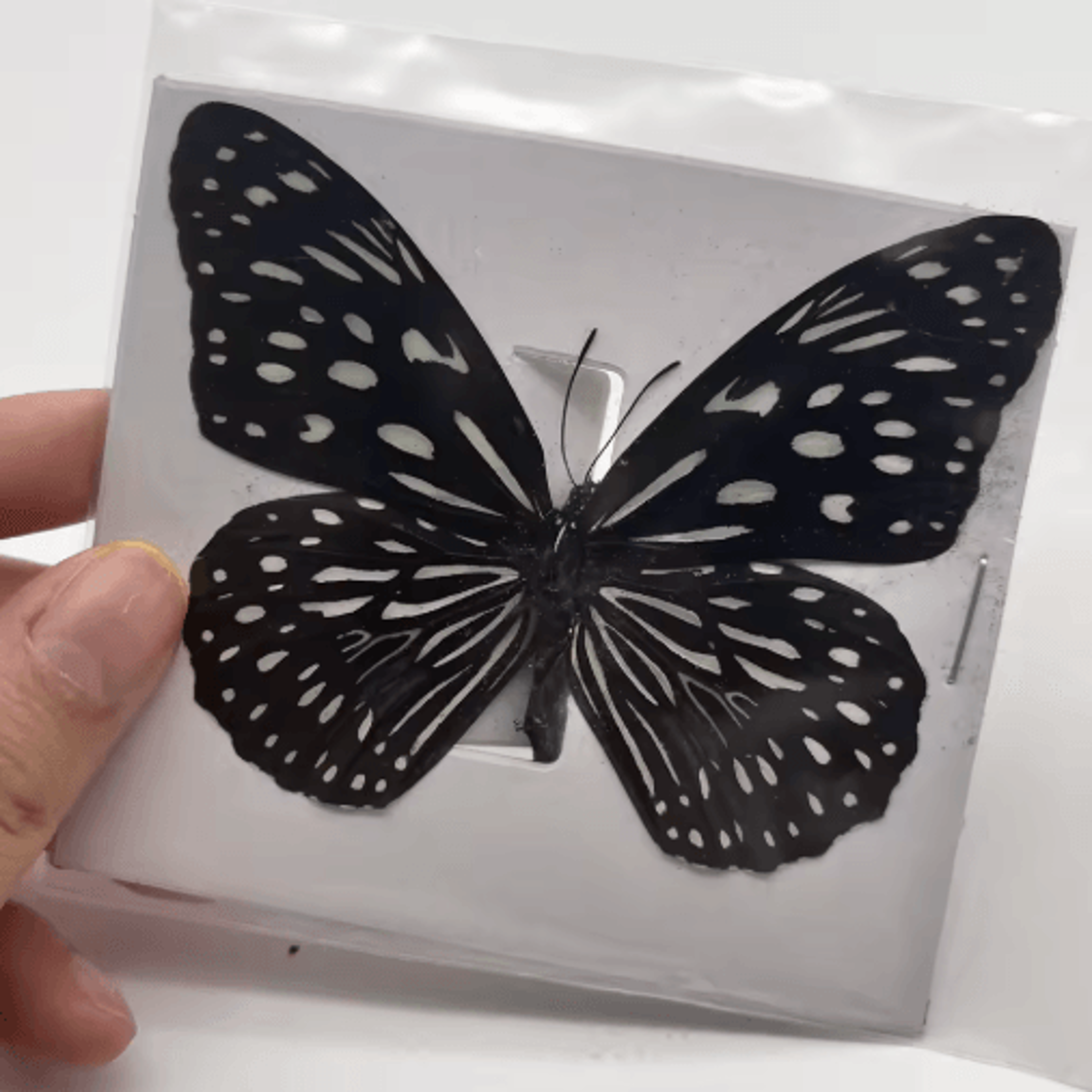Real Butterfly Specimens Display Set Natural Insect Collection Art For Home Decor 10100pcs 1