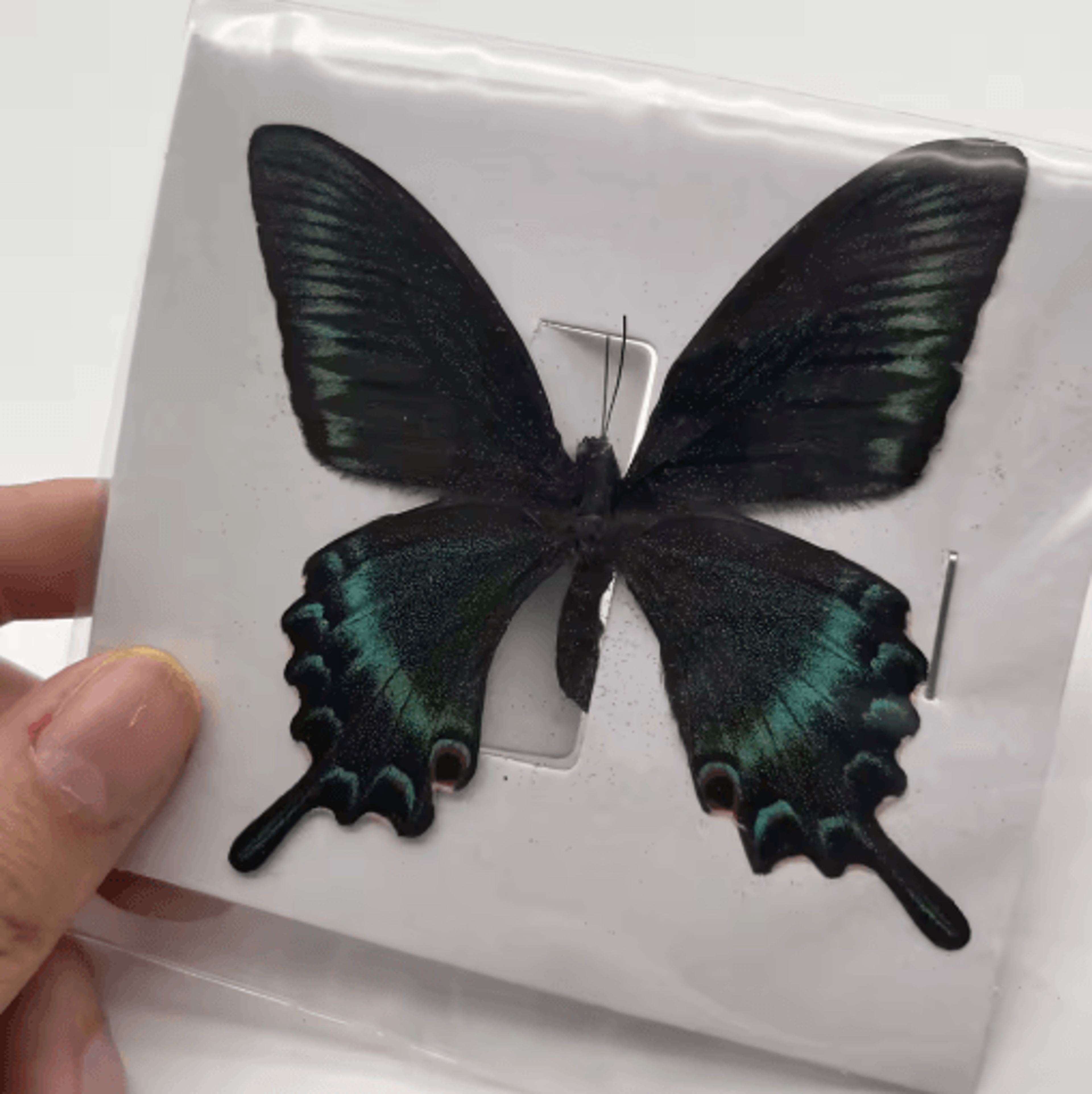Real Butterfly Specimens Display Set Natural Insect Collection Art For Home Decor 10100pcs 3