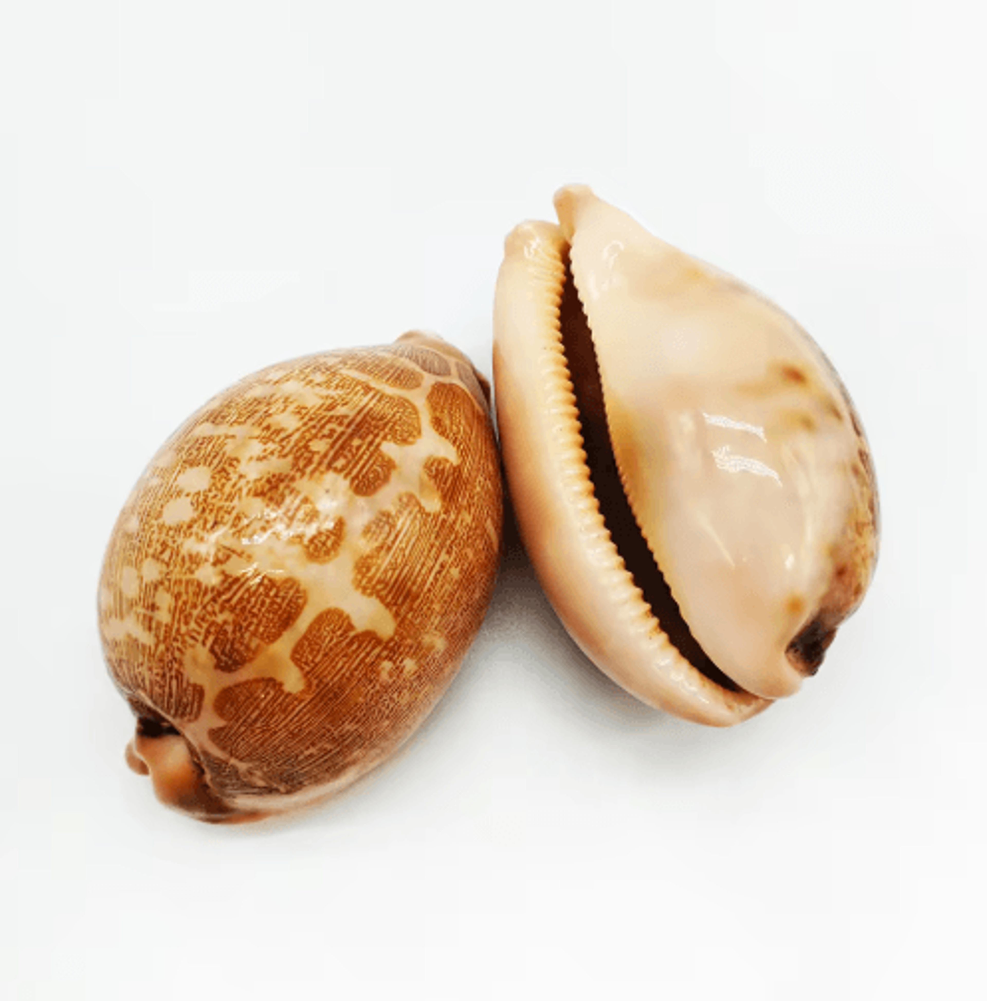 2PCS Eyed Cowrie Shell Set Natural Sea Shell Decor For Aquarium  Coastal Styling 1