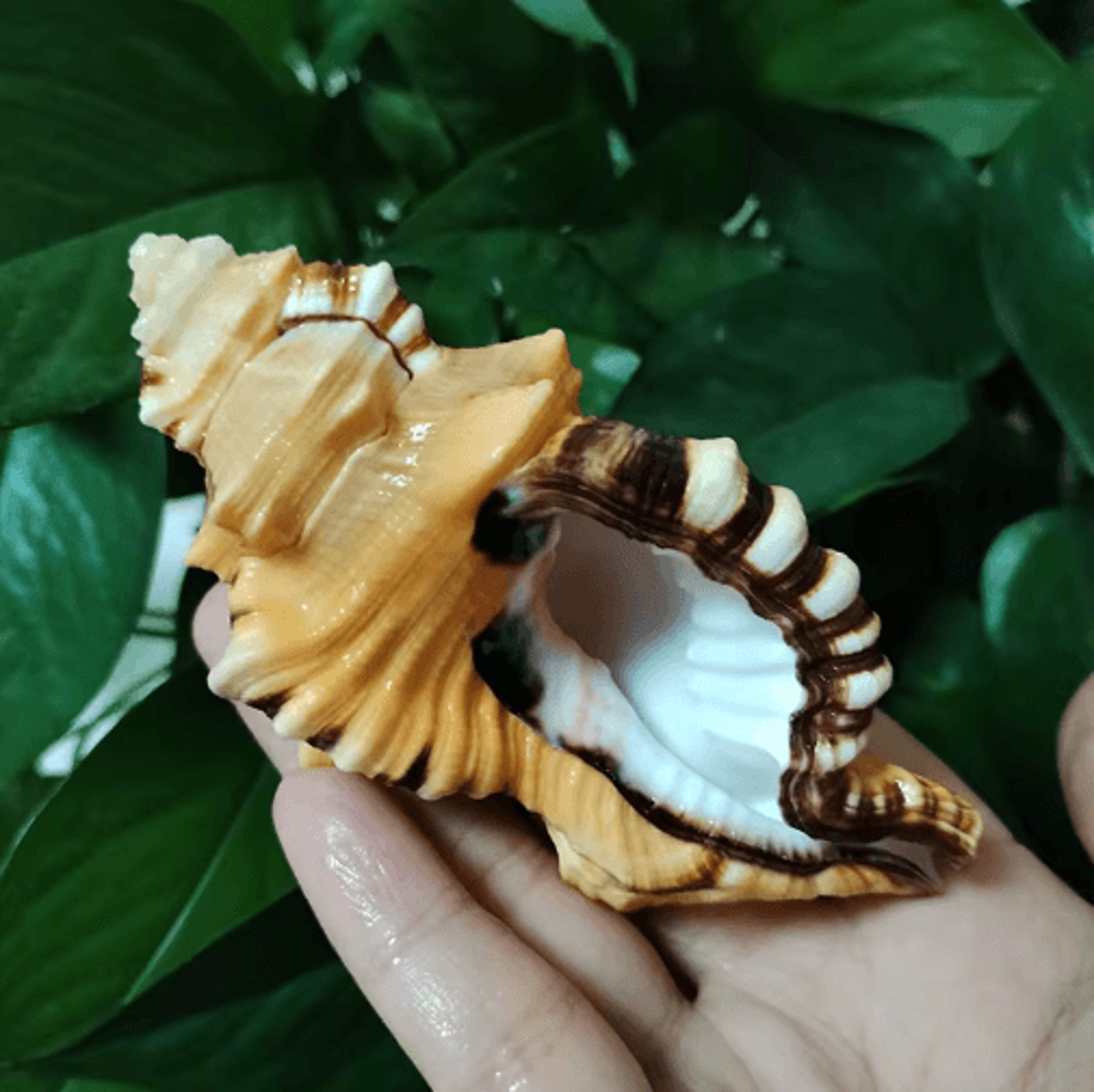 Natural Triton Sea Shell Conch  BlackSpotted Aquarium Decor  Photography Prop 5