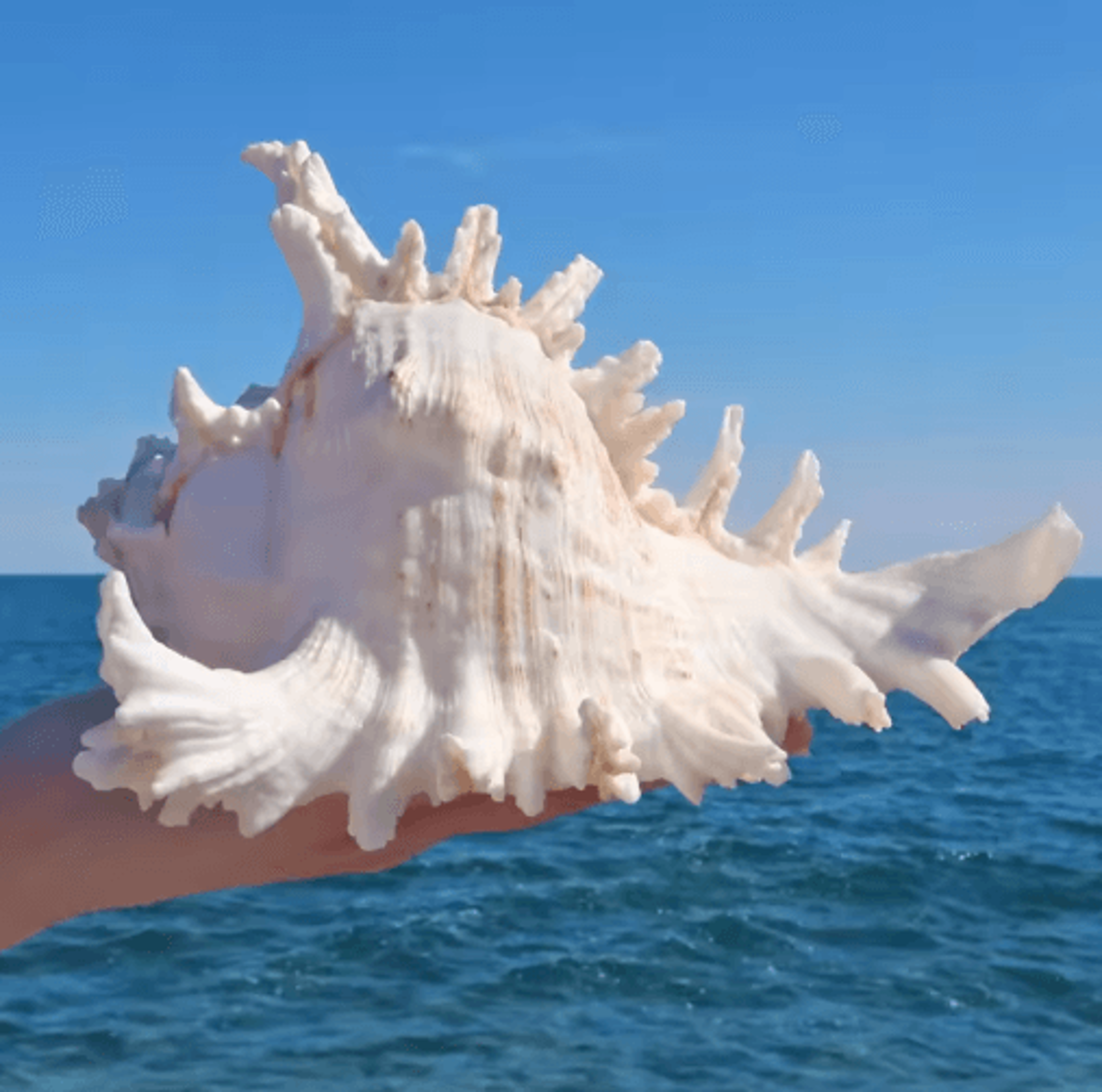 Large Murex Ramosus Shell Natural Ocean Conch Table Decor 1