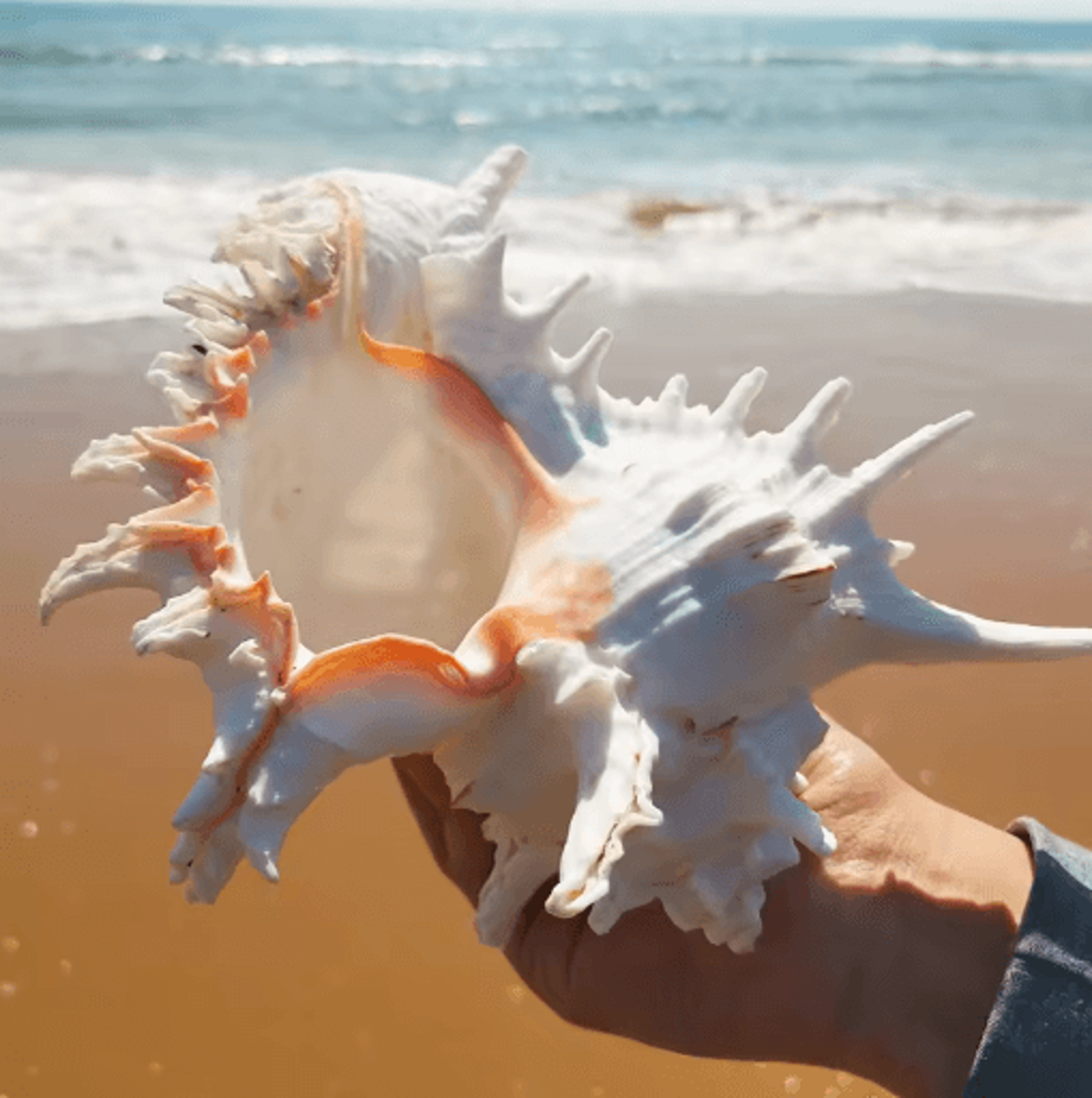 Large Murex Ramosus Shell Natural Ocean Conch Table Decor 5