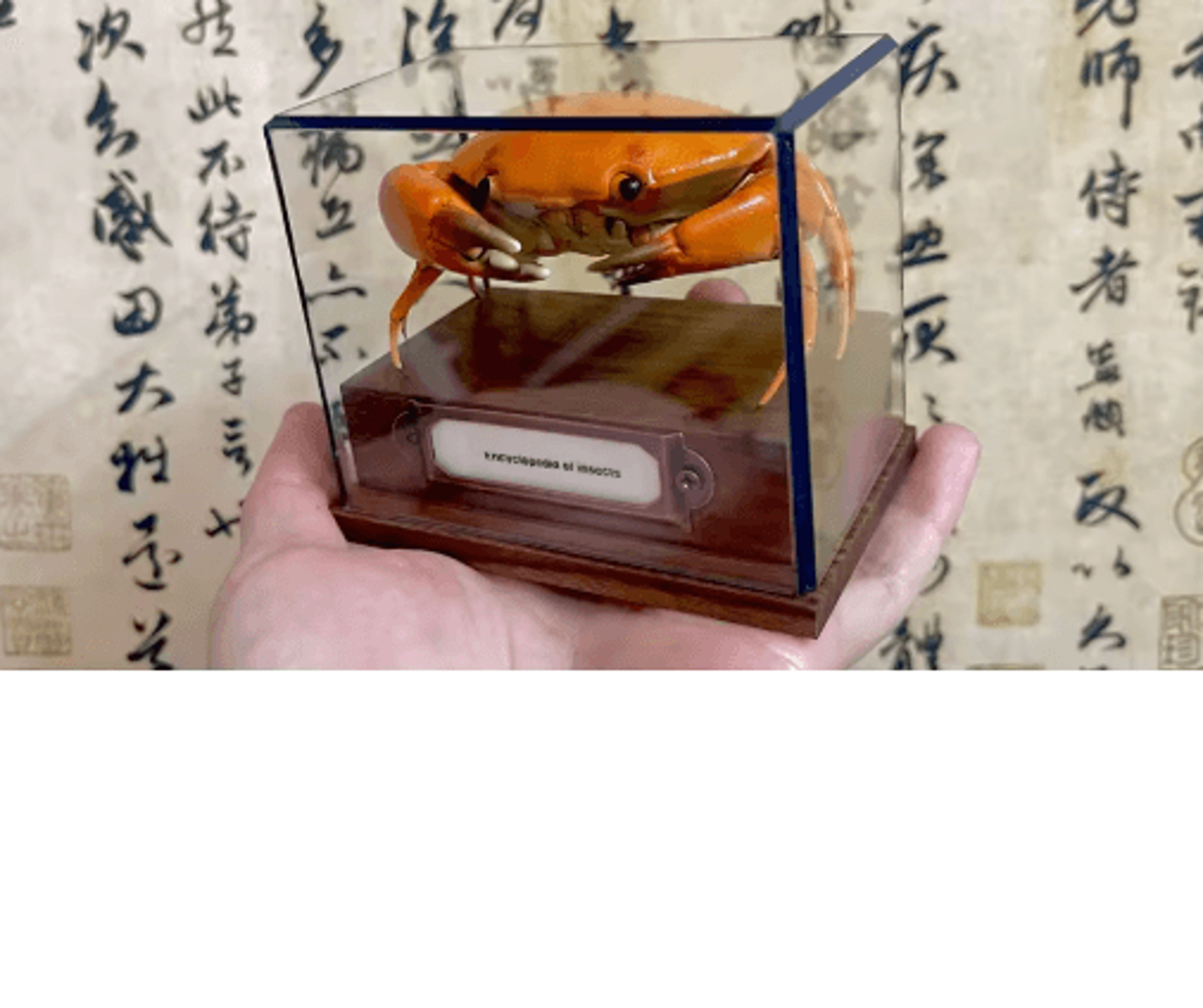 Real Crab Specimen Display  Handcrafted Natural Collector Decor With Custom Options 12