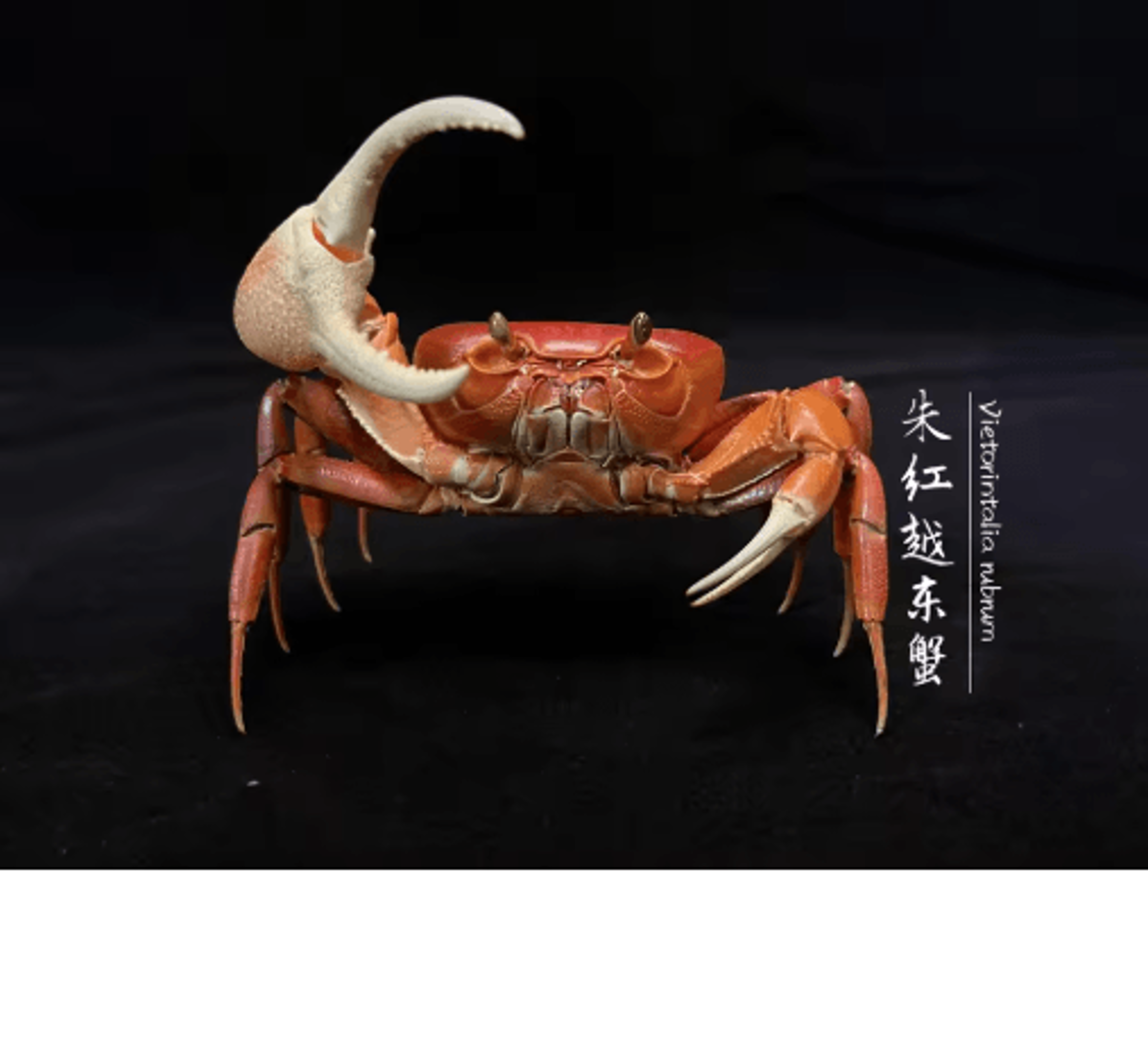 Real Crab Specimen Display  Handcrafted Natural Collector Decor With Custom Options 7