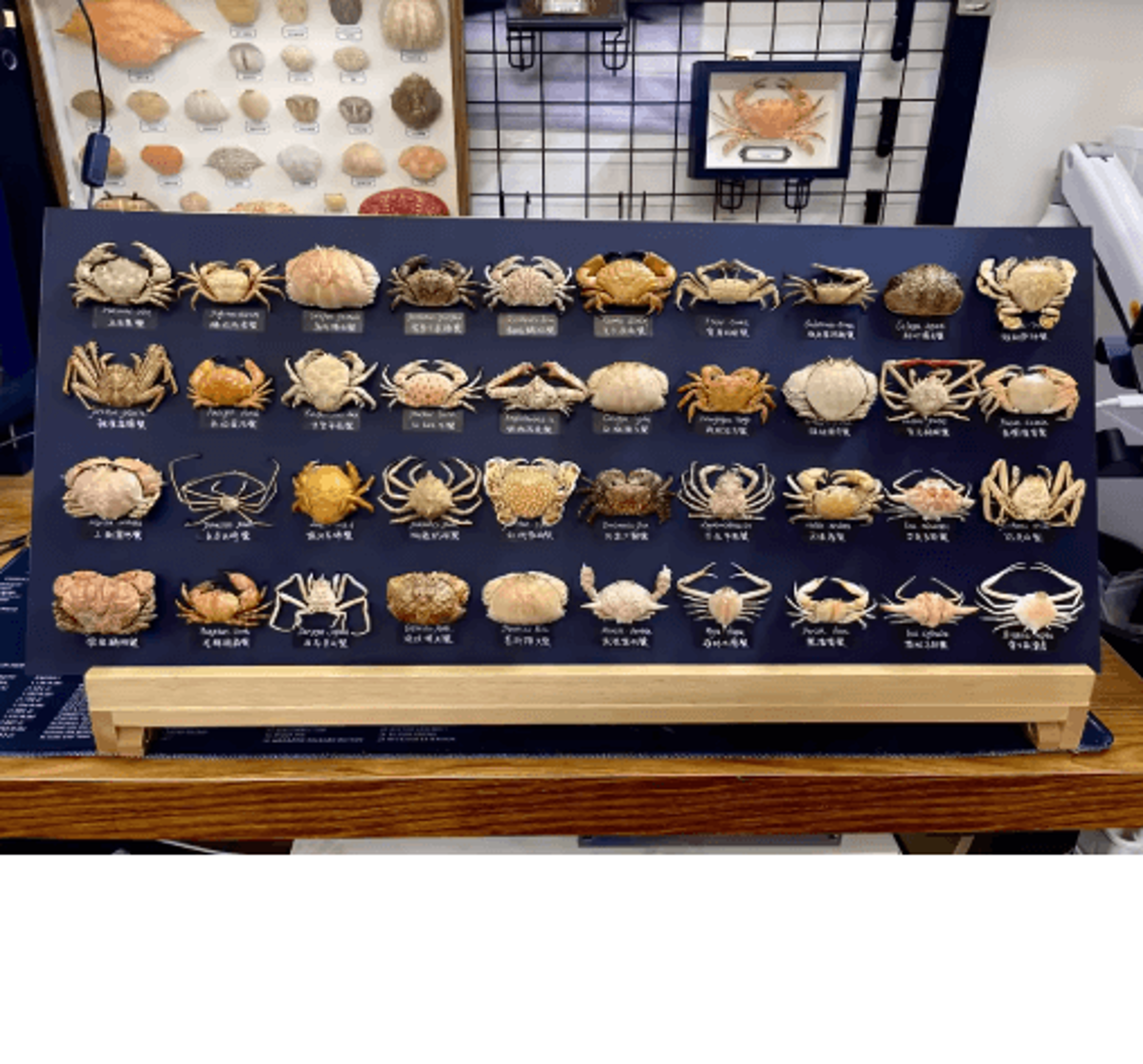 Real Crab Specimen Display  Handcrafted Natural Collector Decor With Custom Options 0