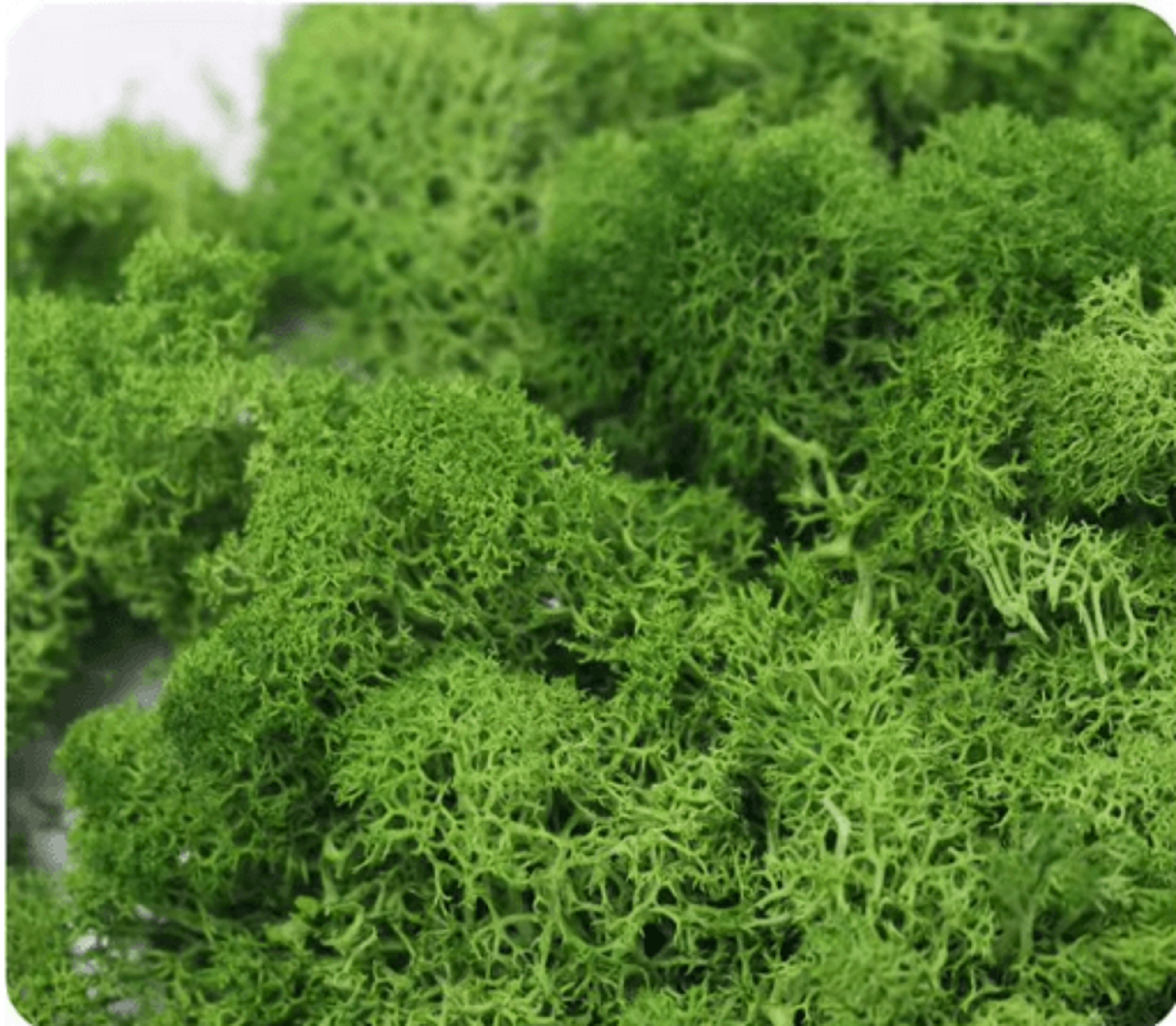 Artificial Preserved Moss Decor Eternal Greenery For DIY Micro Landscape  Home Styling 21