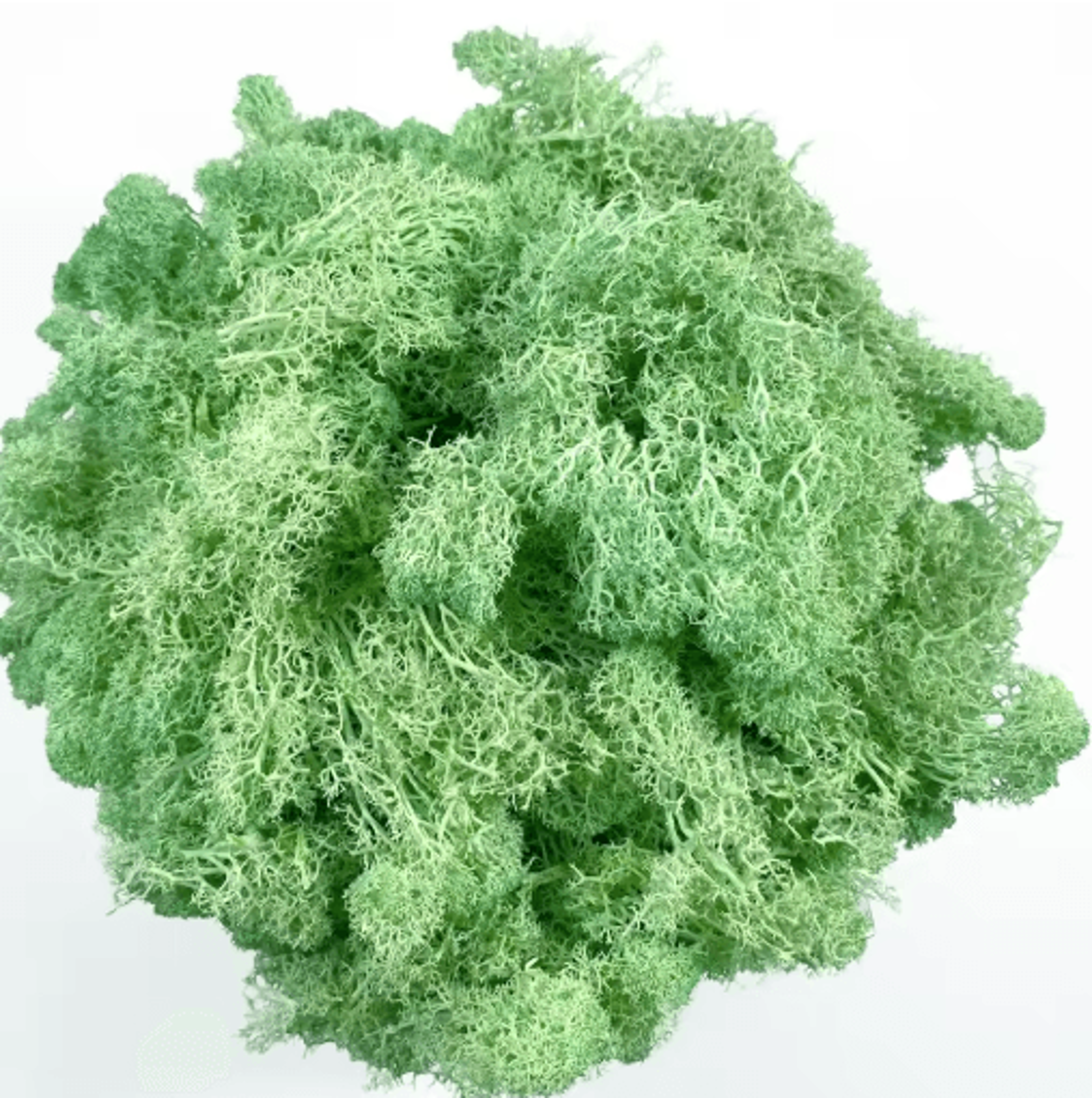 Artificial Reindeer Moss Decor  NaturalLook Green Moss For Crafts  Plant Styling 14