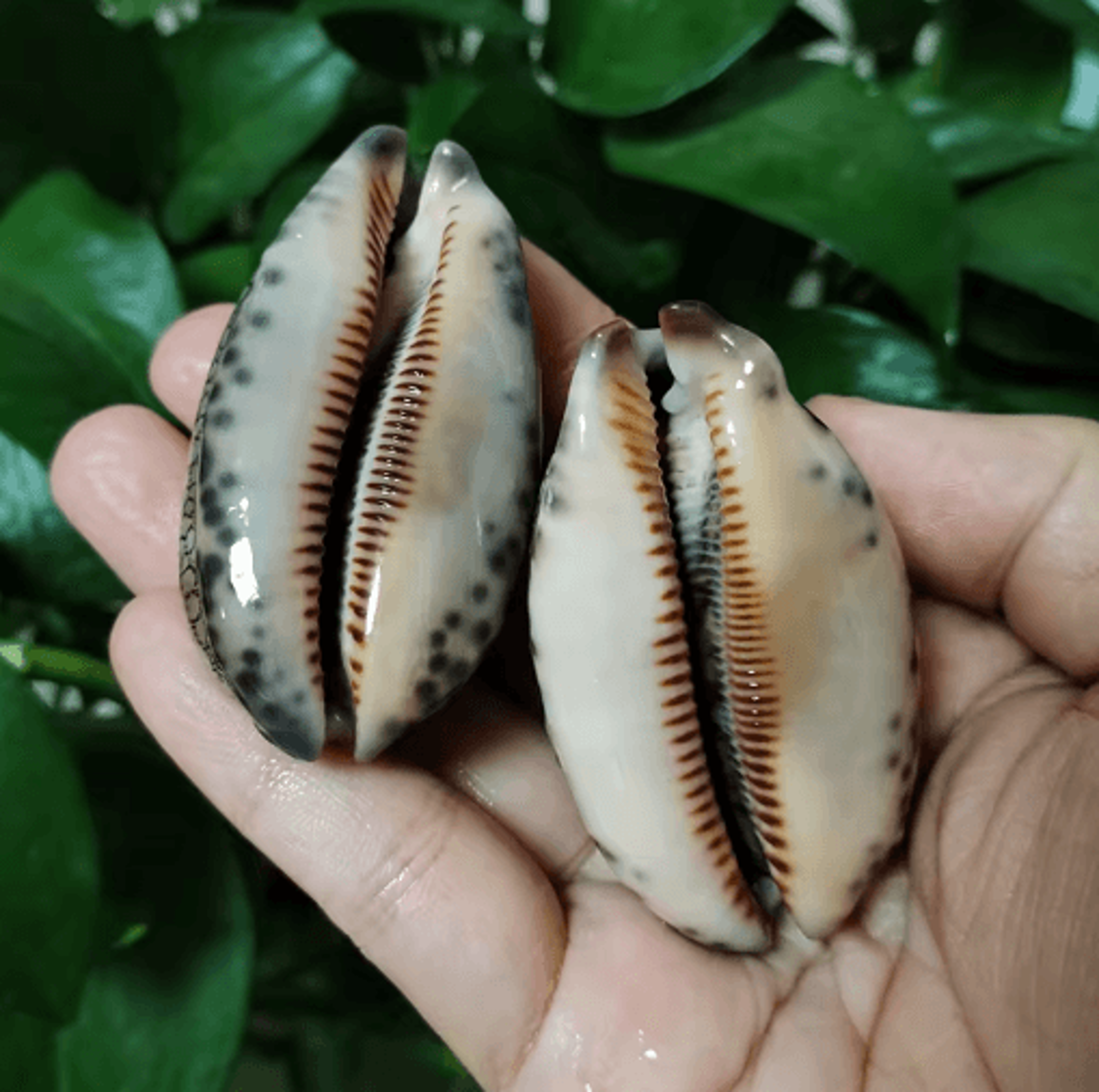 Natural Arabian Cowry Shell Set Decorative Seashells For Crafts  Jewelry 3