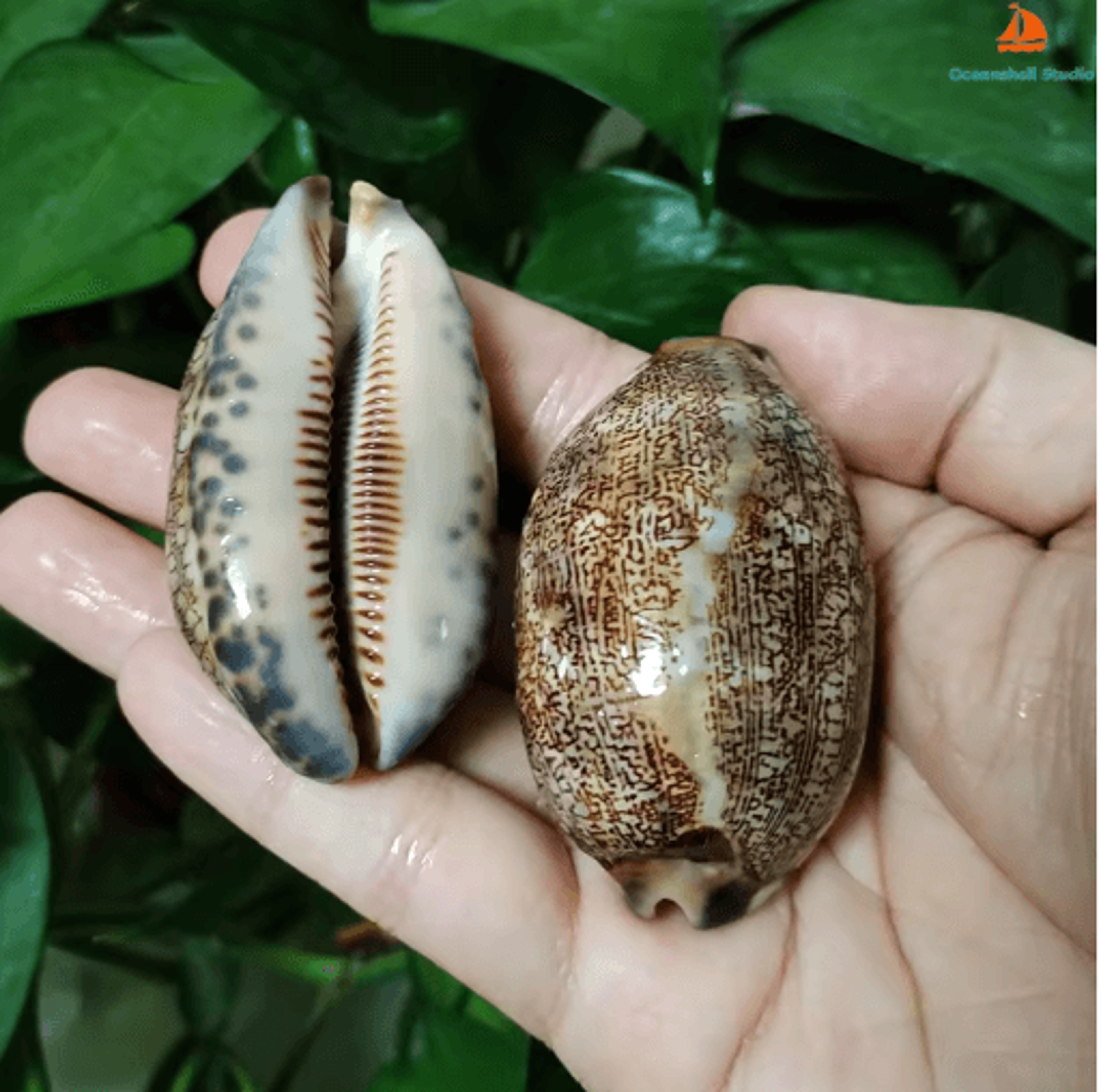 Natural Arabian Cowry Shell Set Decorative Seashells For Crafts  Jewelry 5
