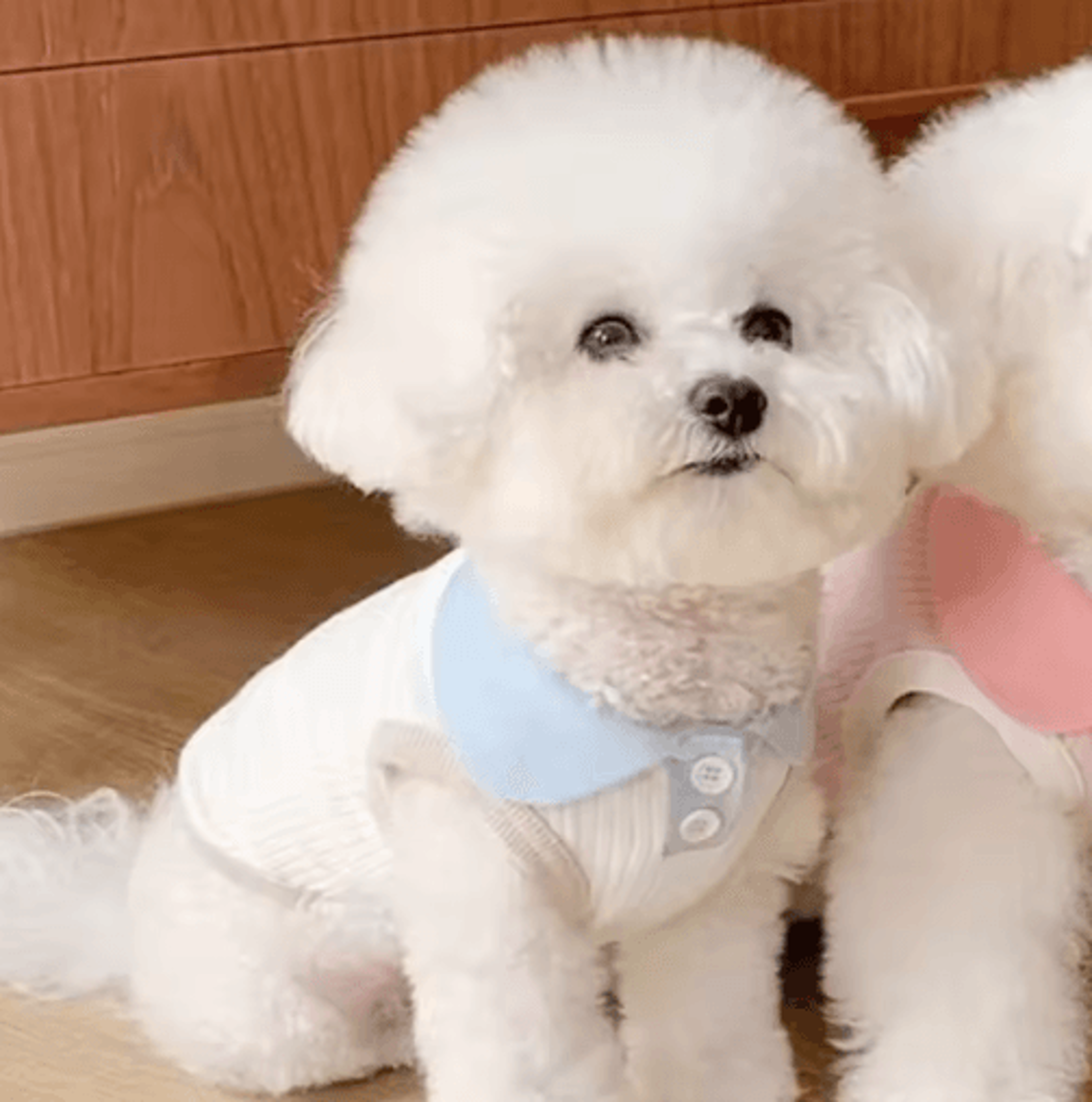 BreezyPaws Lightweight Dog Summer Clothes Shirt For Small Pets 3