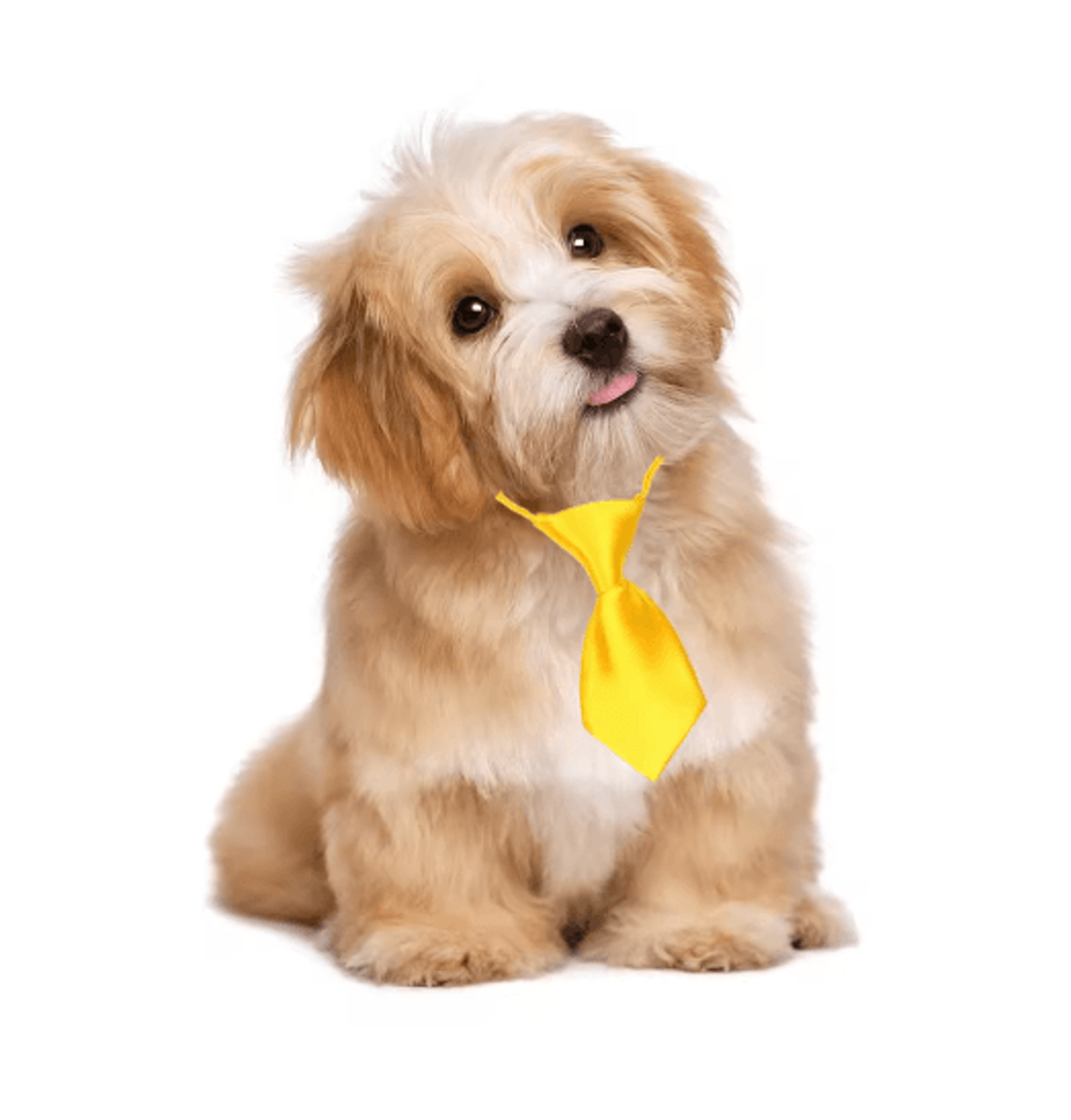 Adjustable Pet Bow Tie Neckties Set For Dogs  Cats Holiday Grooming Accessories 2550100PCS 6