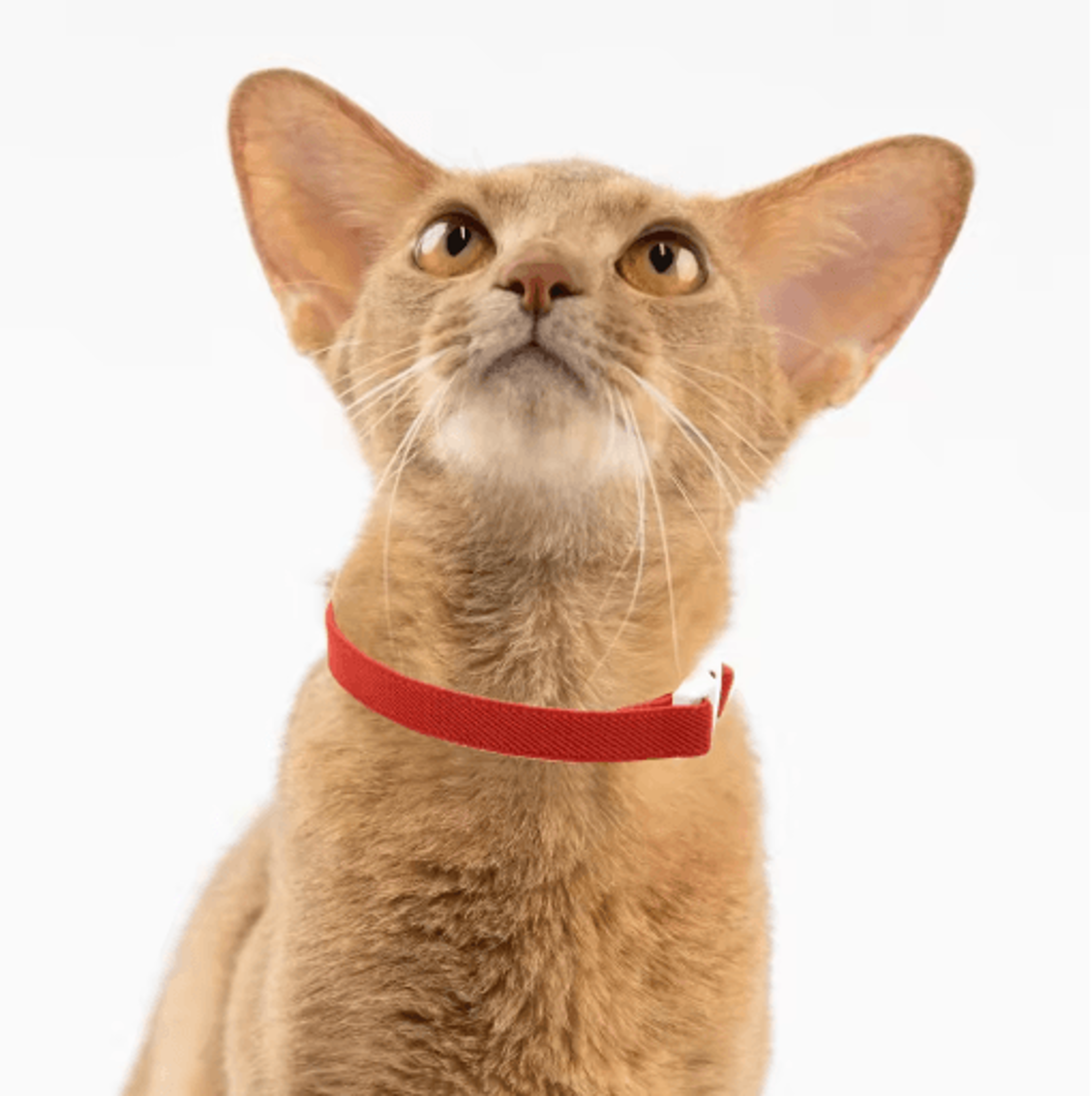 Cute Lightweight Safety Elastic Cat Collar For Cats  Puppies 17