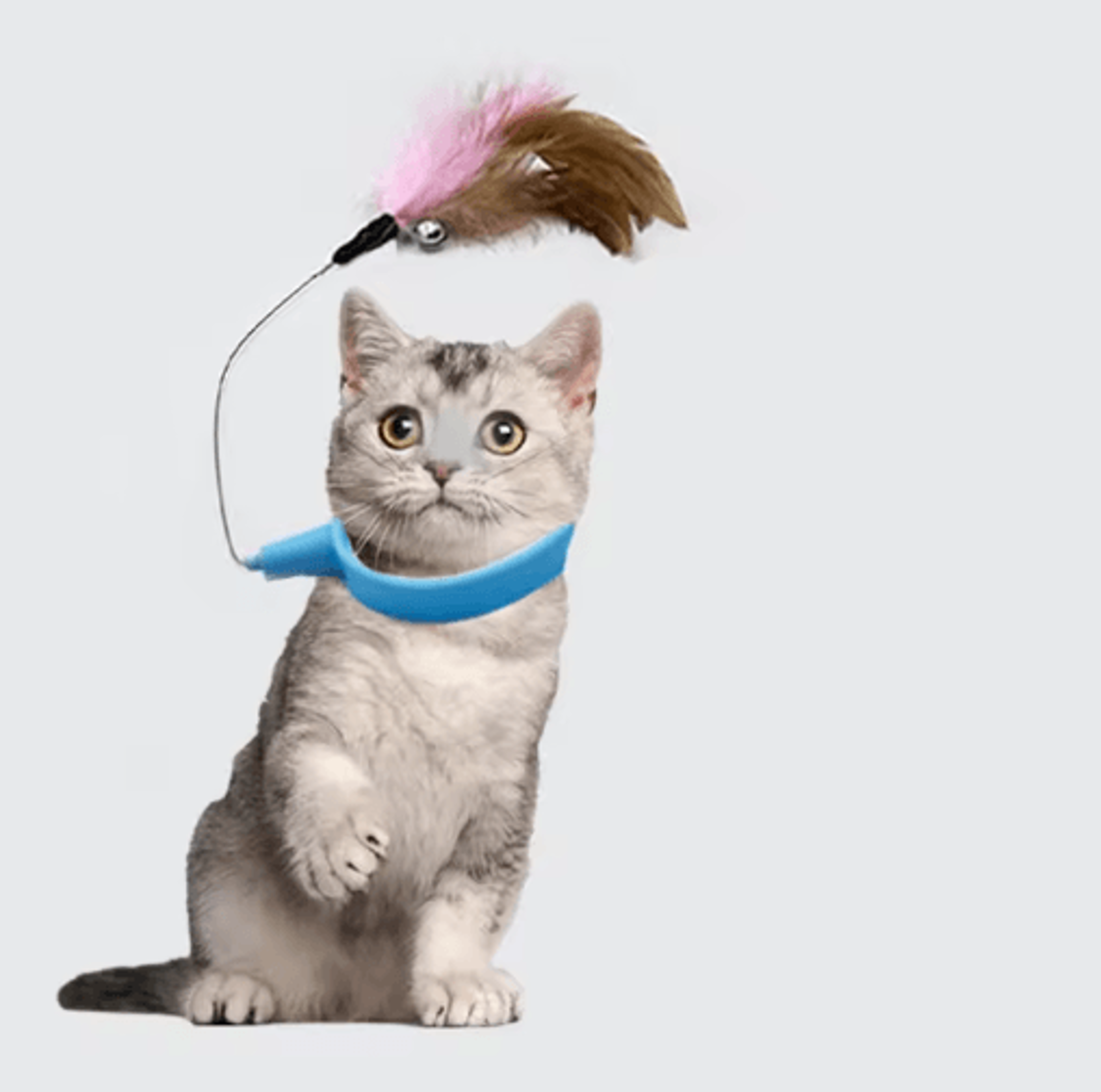 FeatherRing Self Exciting Cat Collar Toy With Bells  Teaser Feather 7