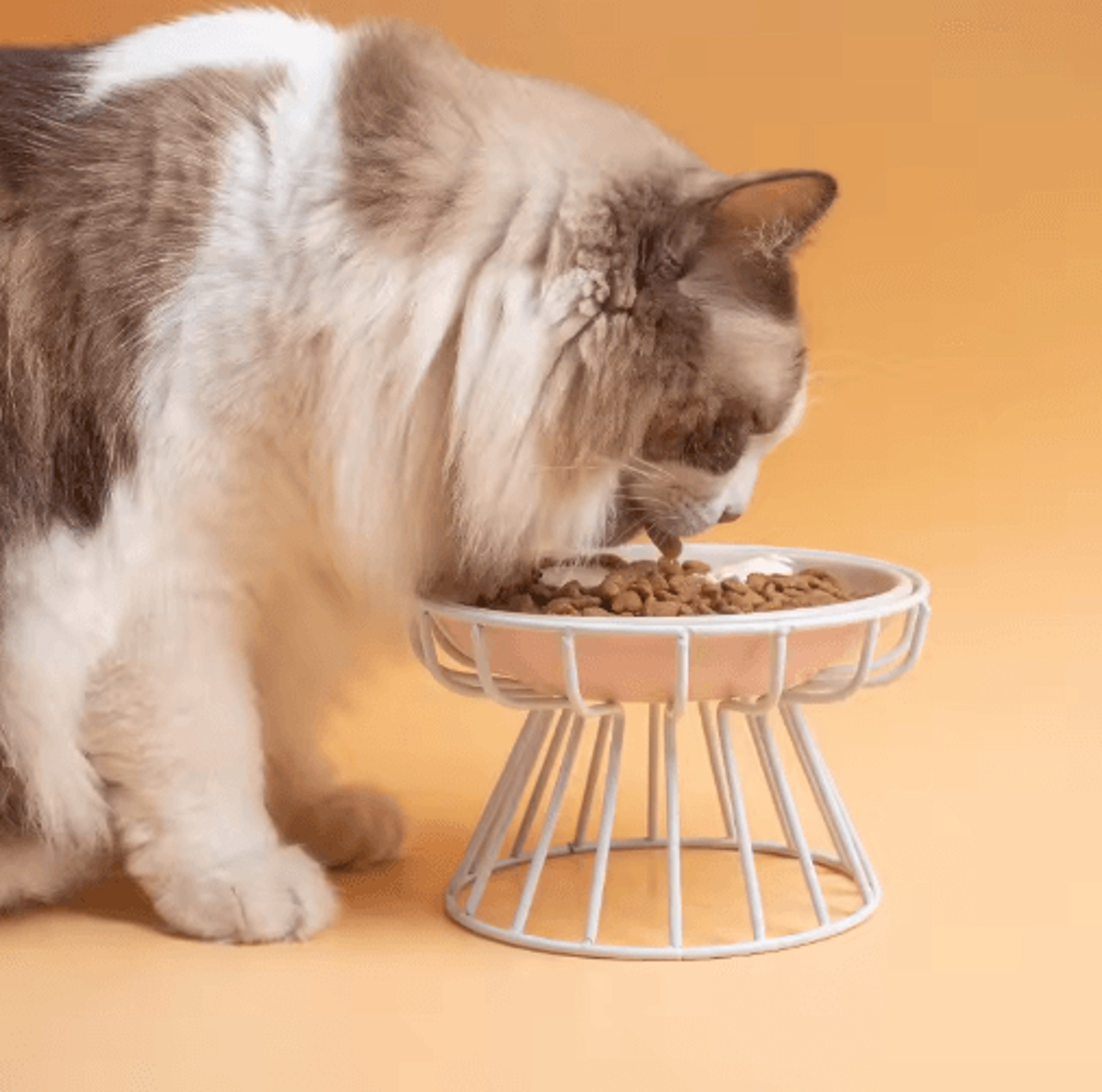 Raised Ceramic Cat Bowl Set  Elevated AntiSpill Feeding Bowl With Stand 6