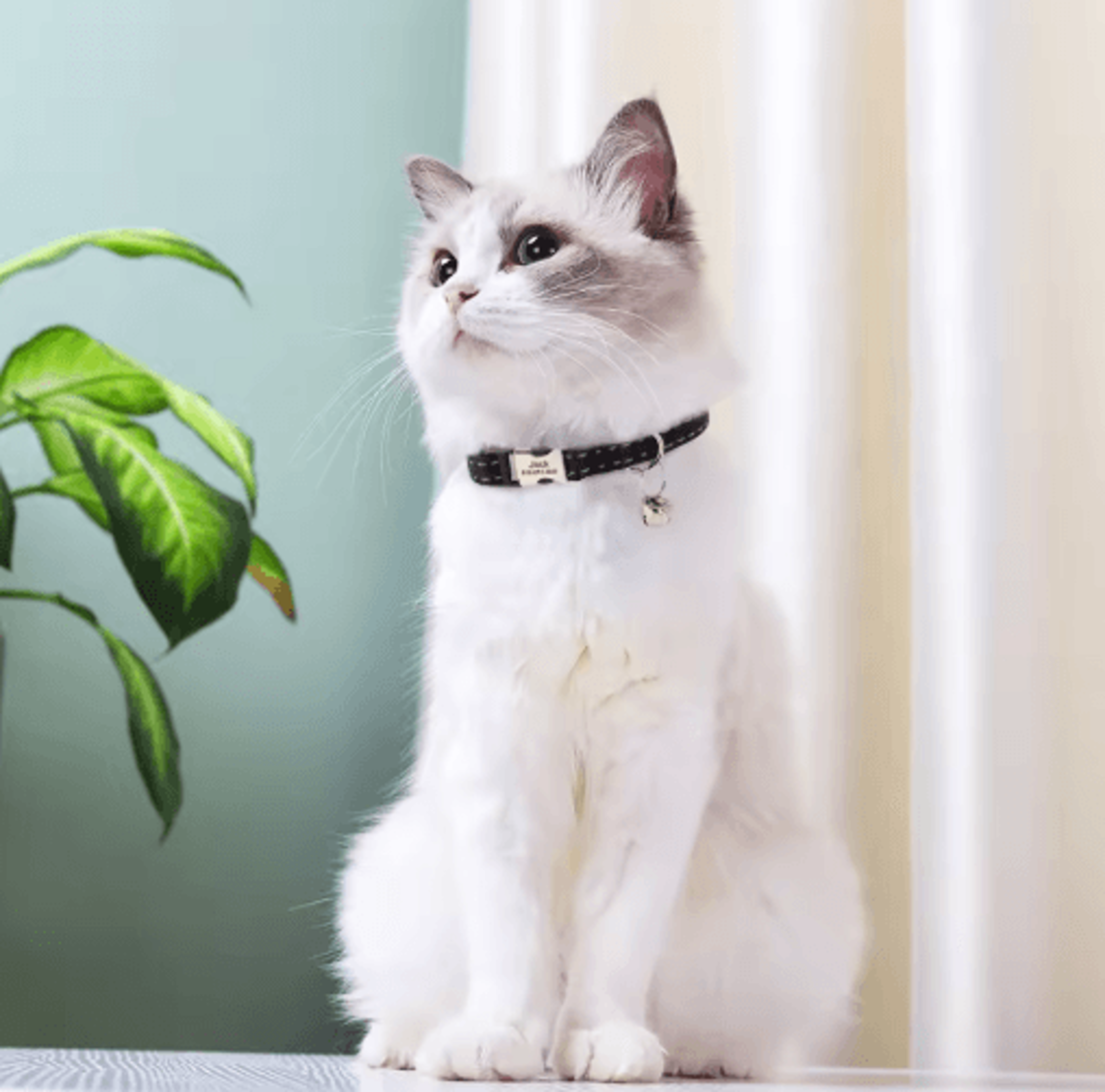 Customized Reflective Nylon Pet Collar  Adjustable ID Collar For Cats Puppies  Small Dogs 13