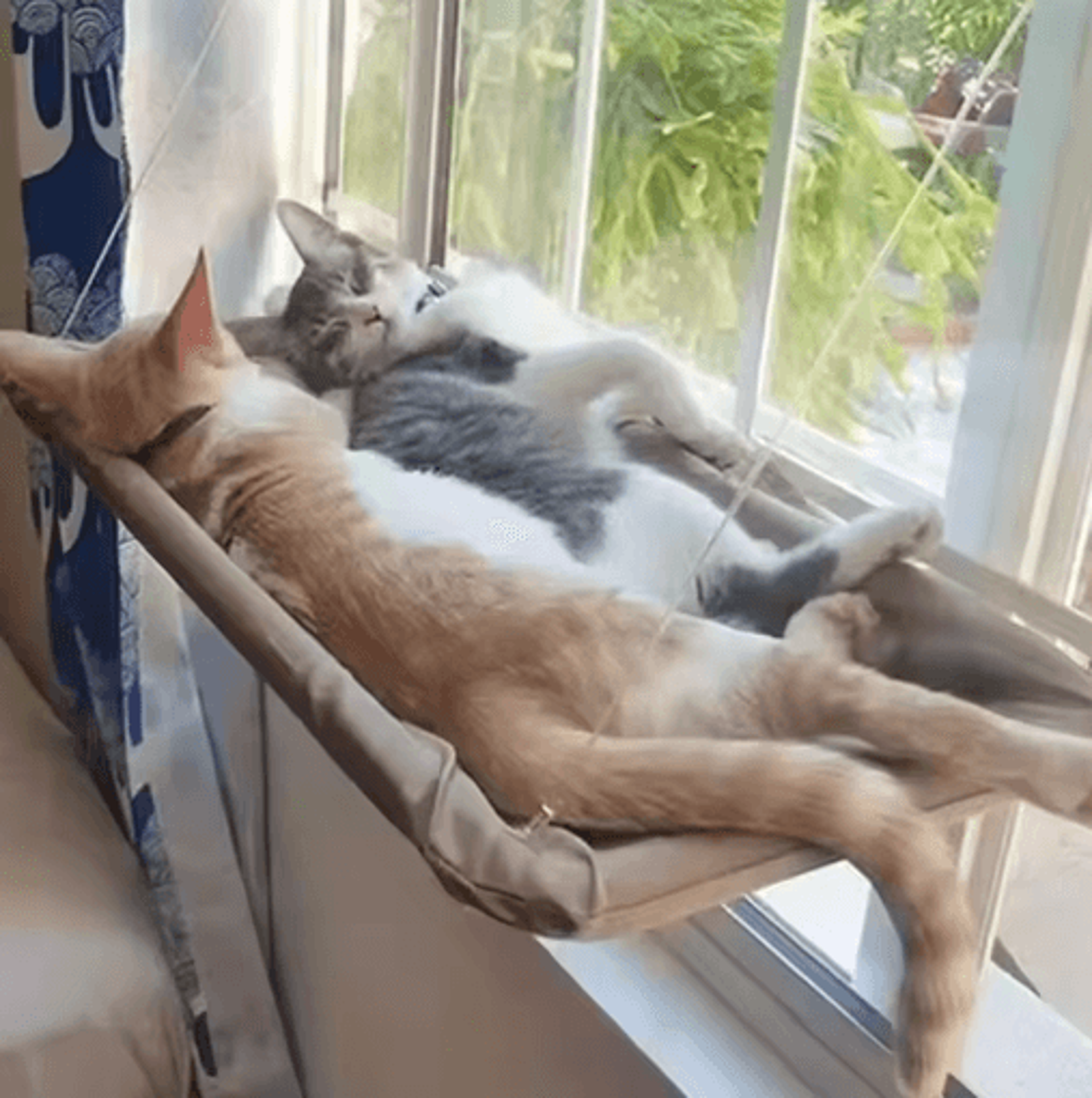 Window Mounted Cat Hammock Bed Cat Window Hammock With Strong Suction Cups For Lounging  Climbing 11