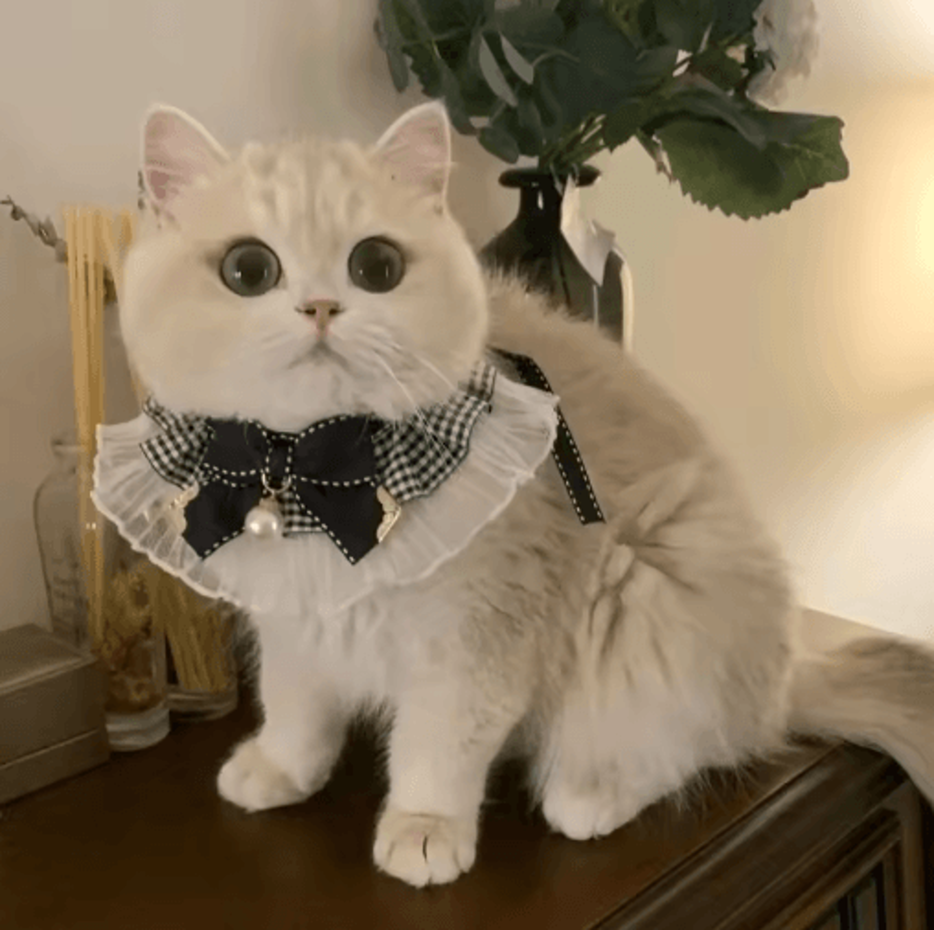 Princess Lace Pet Collar With Bow  Bell  Pet Collar For Cats  Small Dogs 3