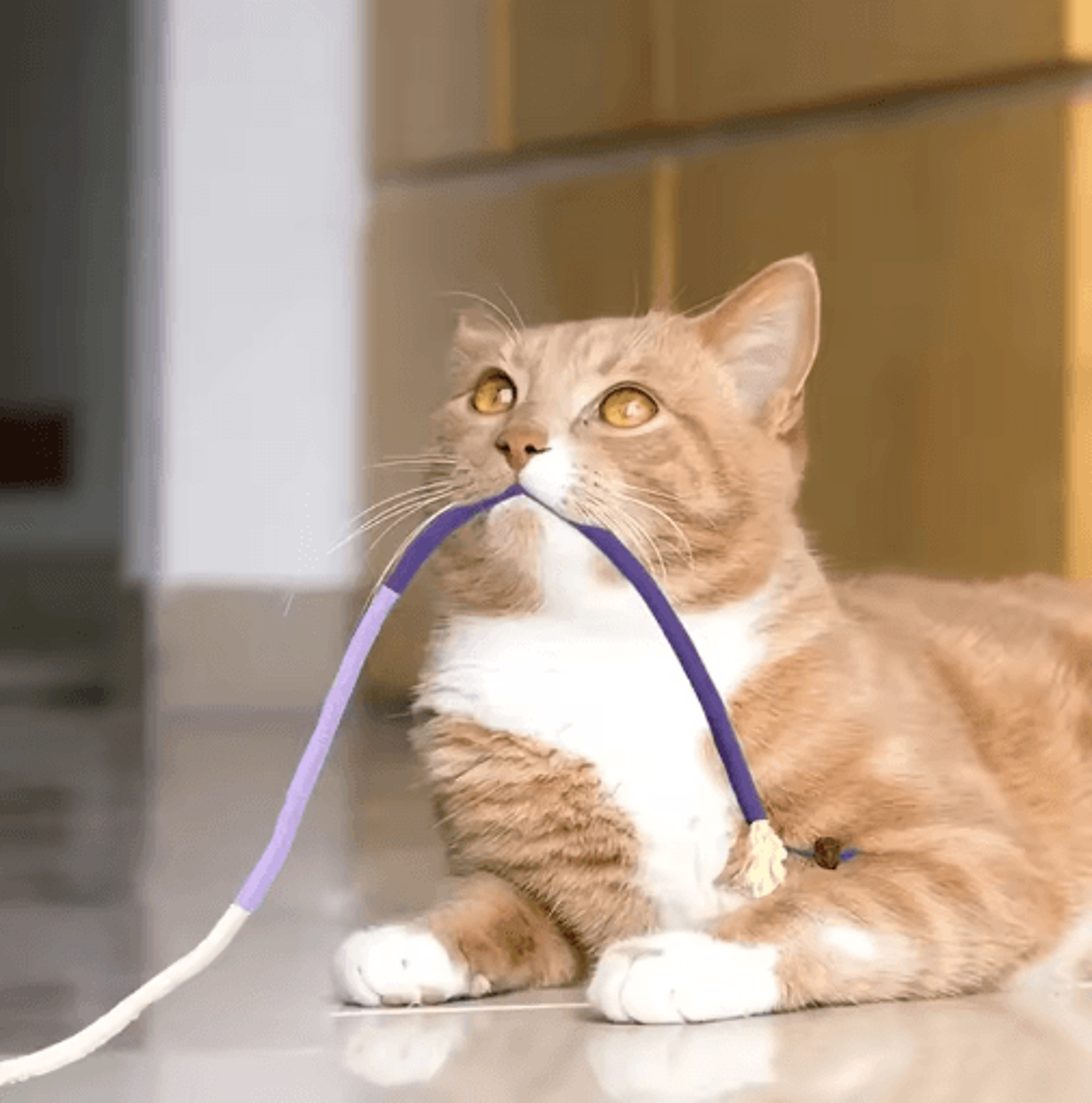 SilverChew Interactive Silvervine Cat Teaser Rope Toy For Dental Care  Play 0