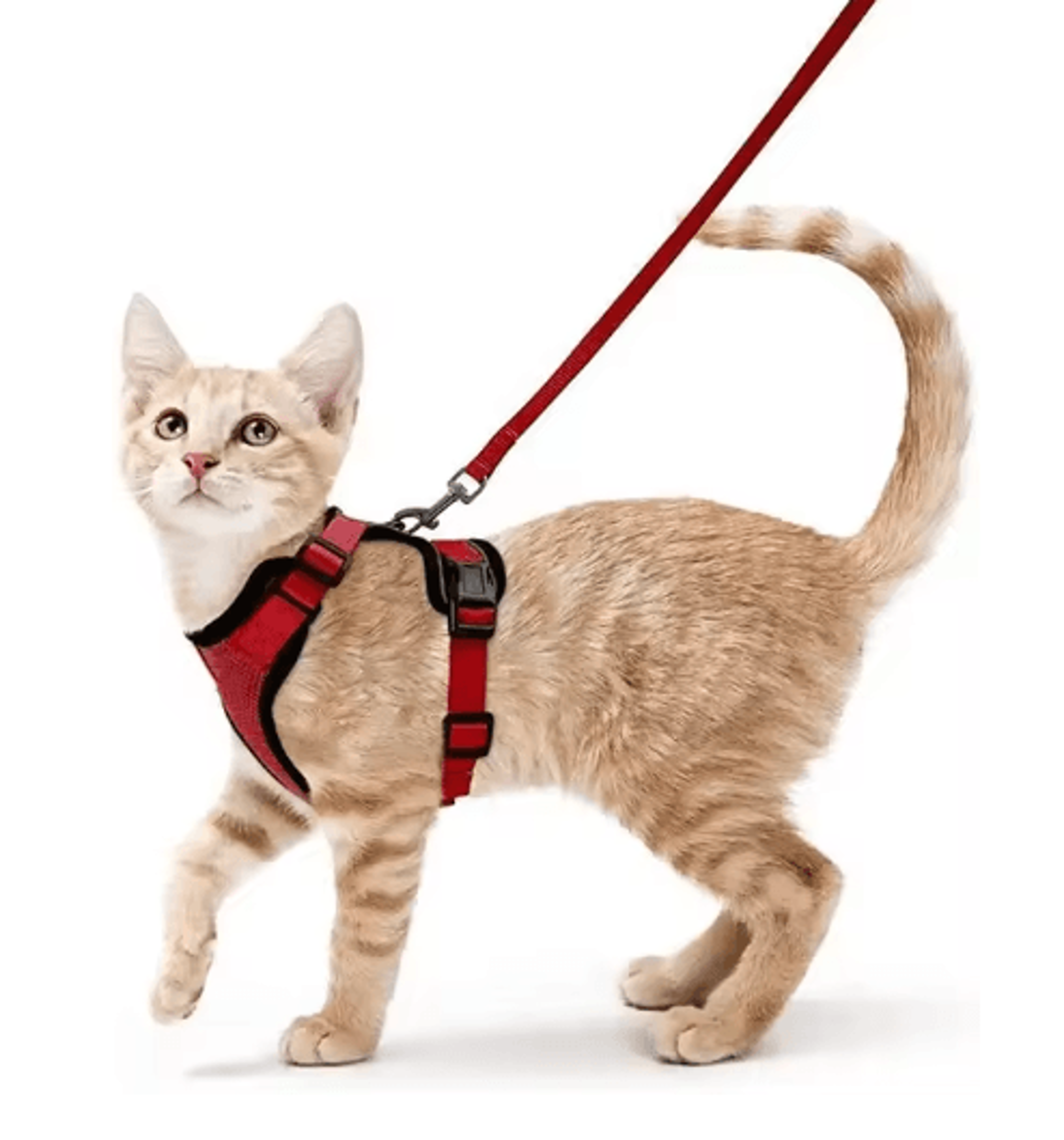 Escape Proof Cat Harness And Leash Set  Adjustable Reflective Walking Vest 4