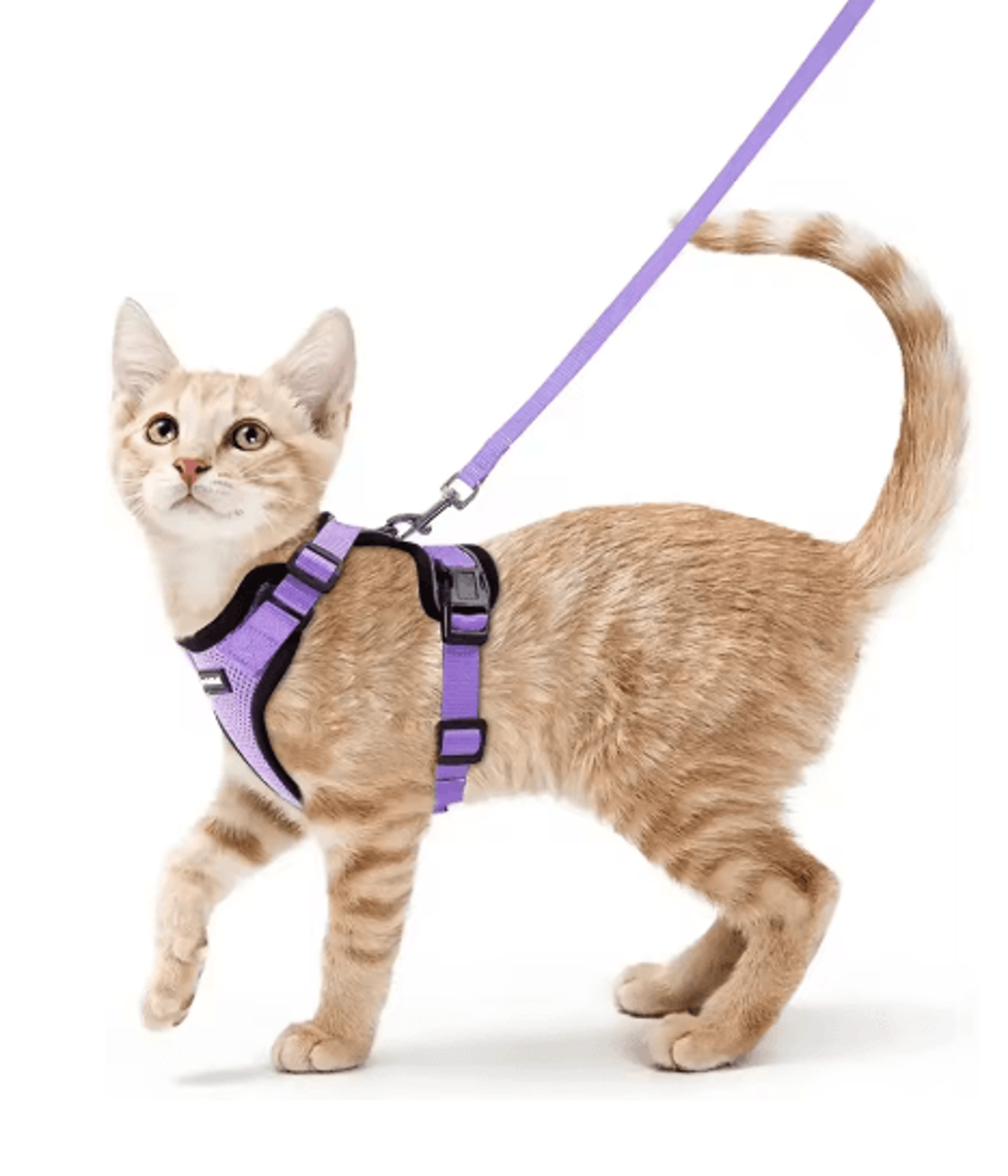 Escape Proof Cat Harness And Leash Set  Adjustable Reflective Walking Vest 7