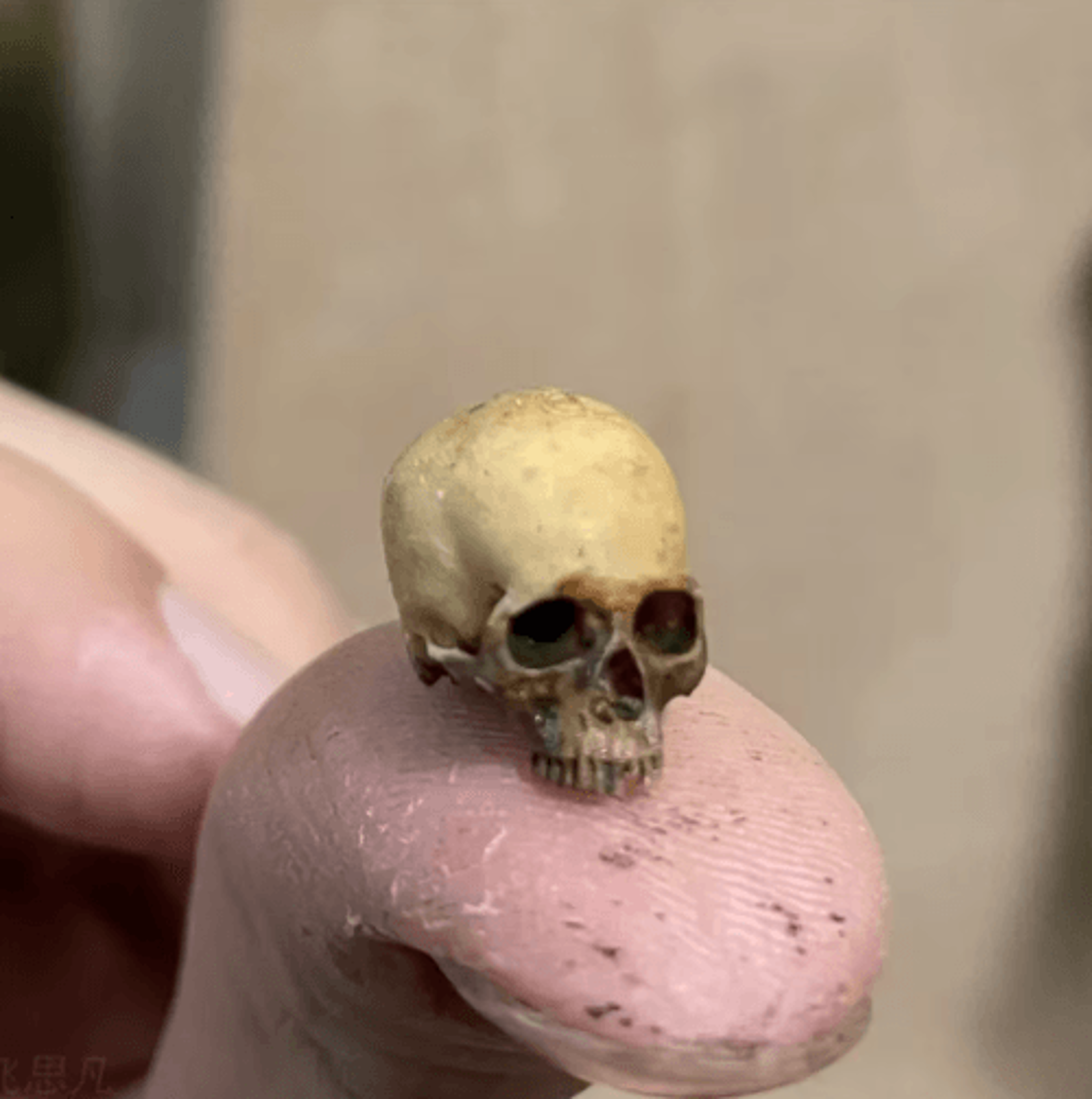 Mini Skull Halloween Decoration  Realistic Miniature Skeleton Model For Dollhouse Plants  Displays 4