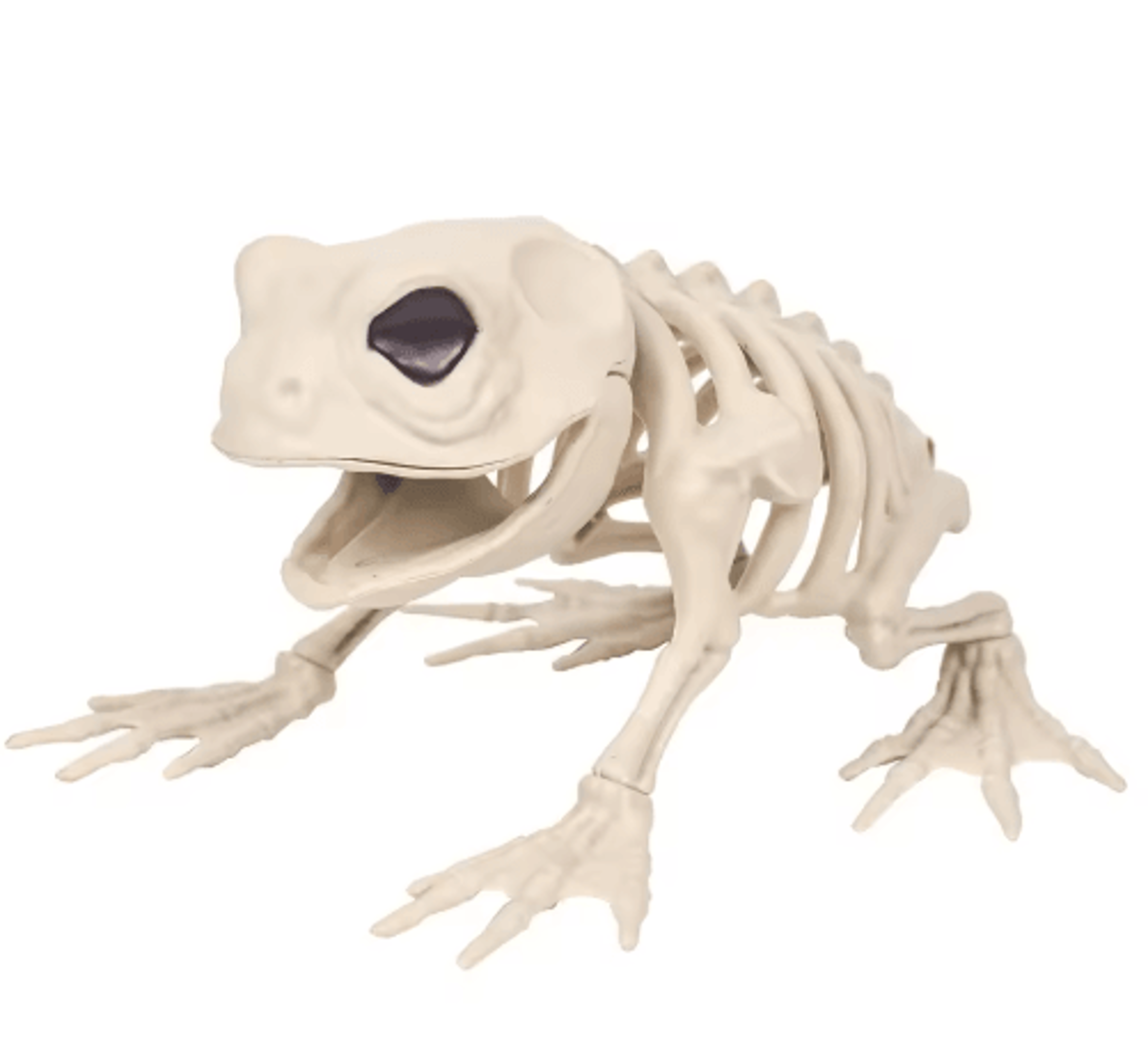 Halloween Skeleton Animal Decorations  Simulated Wolf Frog  Crow Skeleton Props For Indoor  Outdoor 2