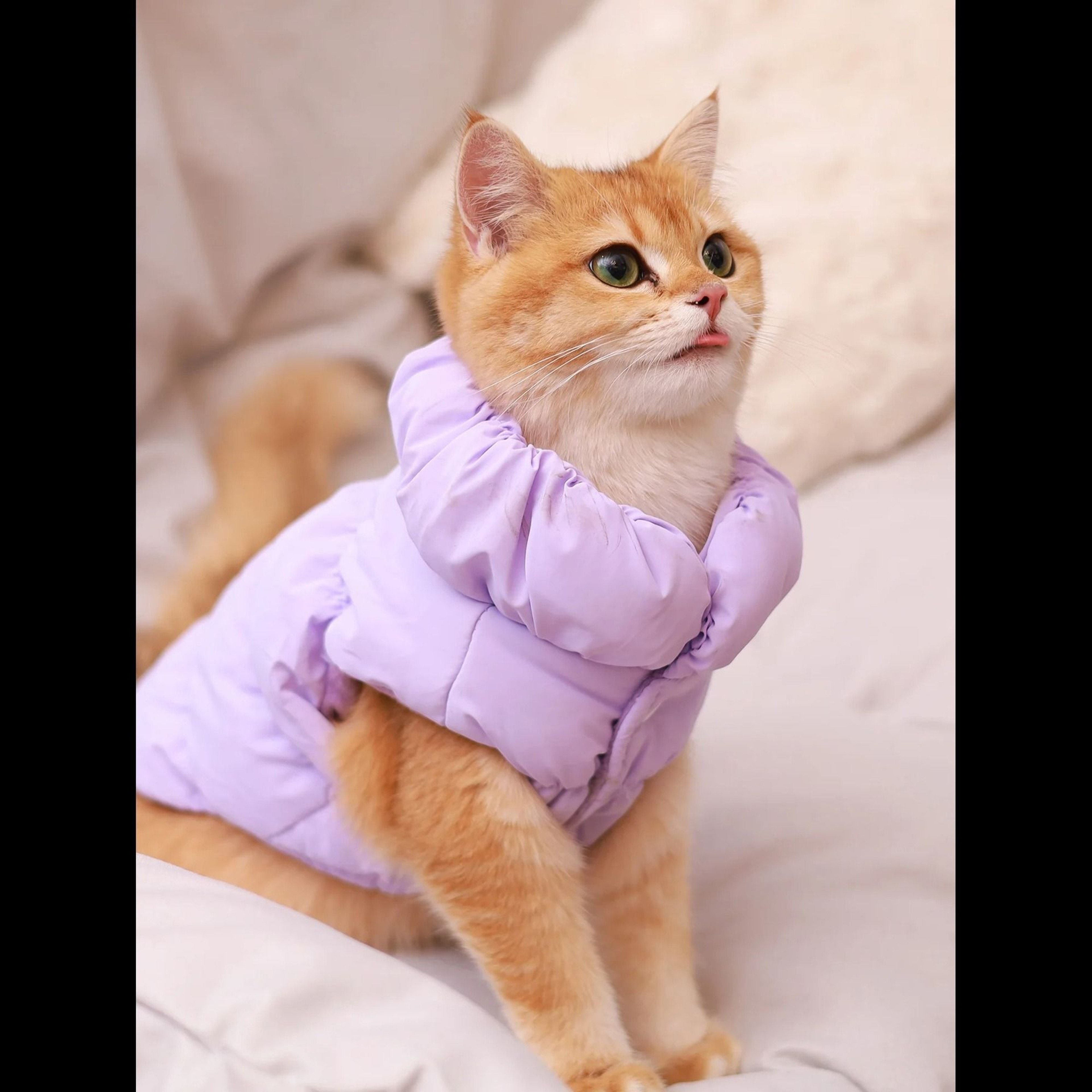 Warm Dog Winter Jacket With 3 Layer Insulation For Small To Medium Dogs 4