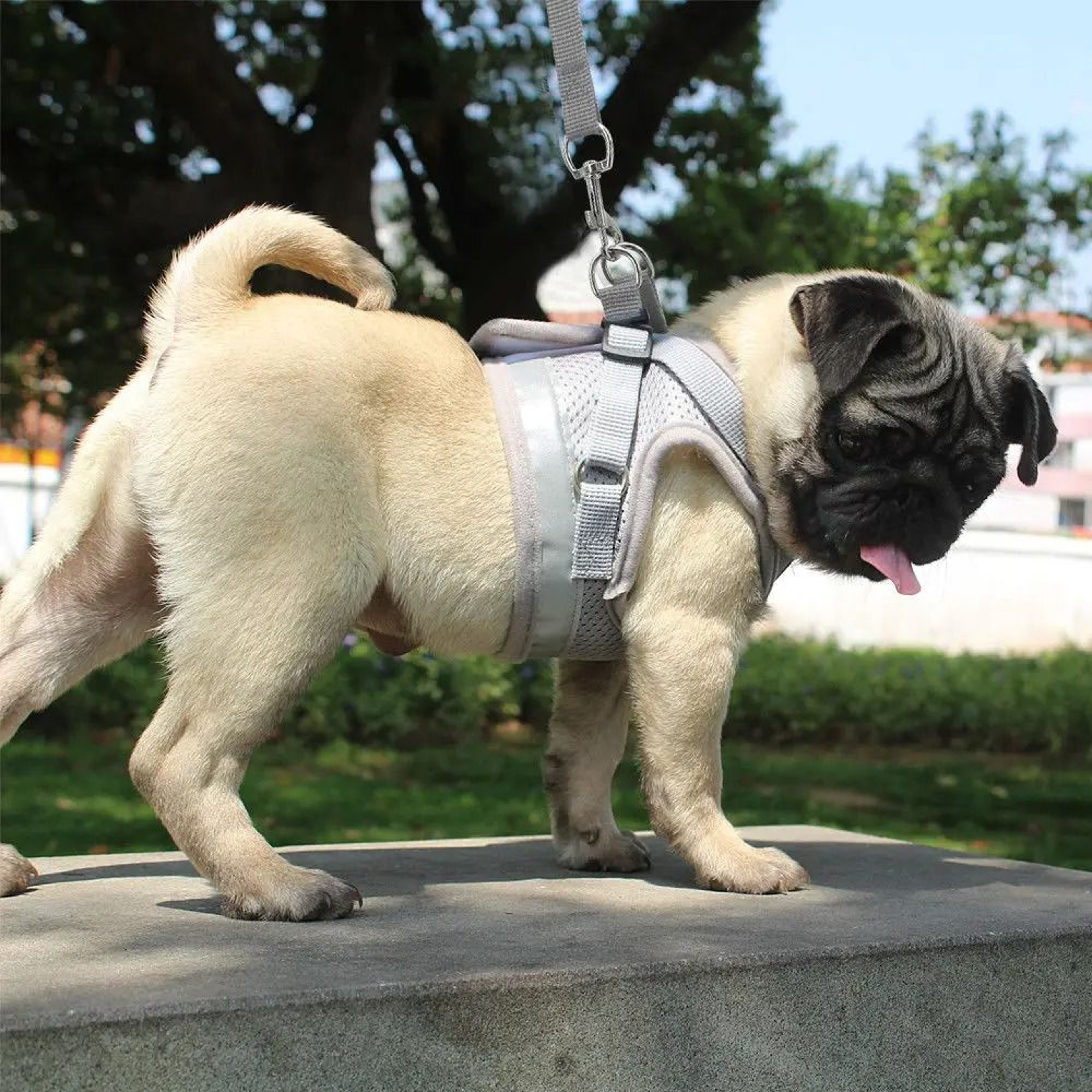 Reflective Mesh Cat And Small Dog Harness Leash Set 4