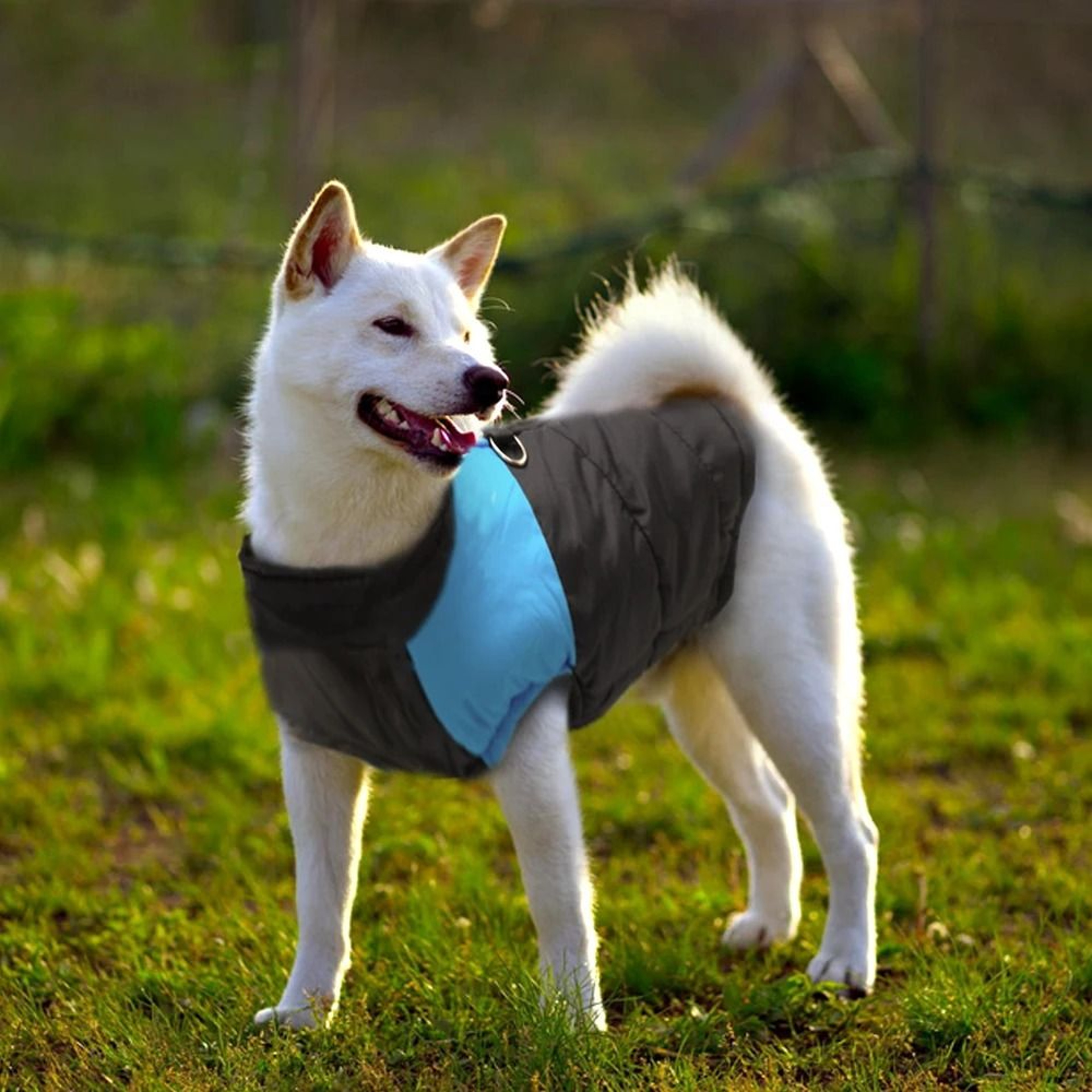 Waterproof Winter Dog Jacket Warm Vest Coat For Medium And Large Dogs 5