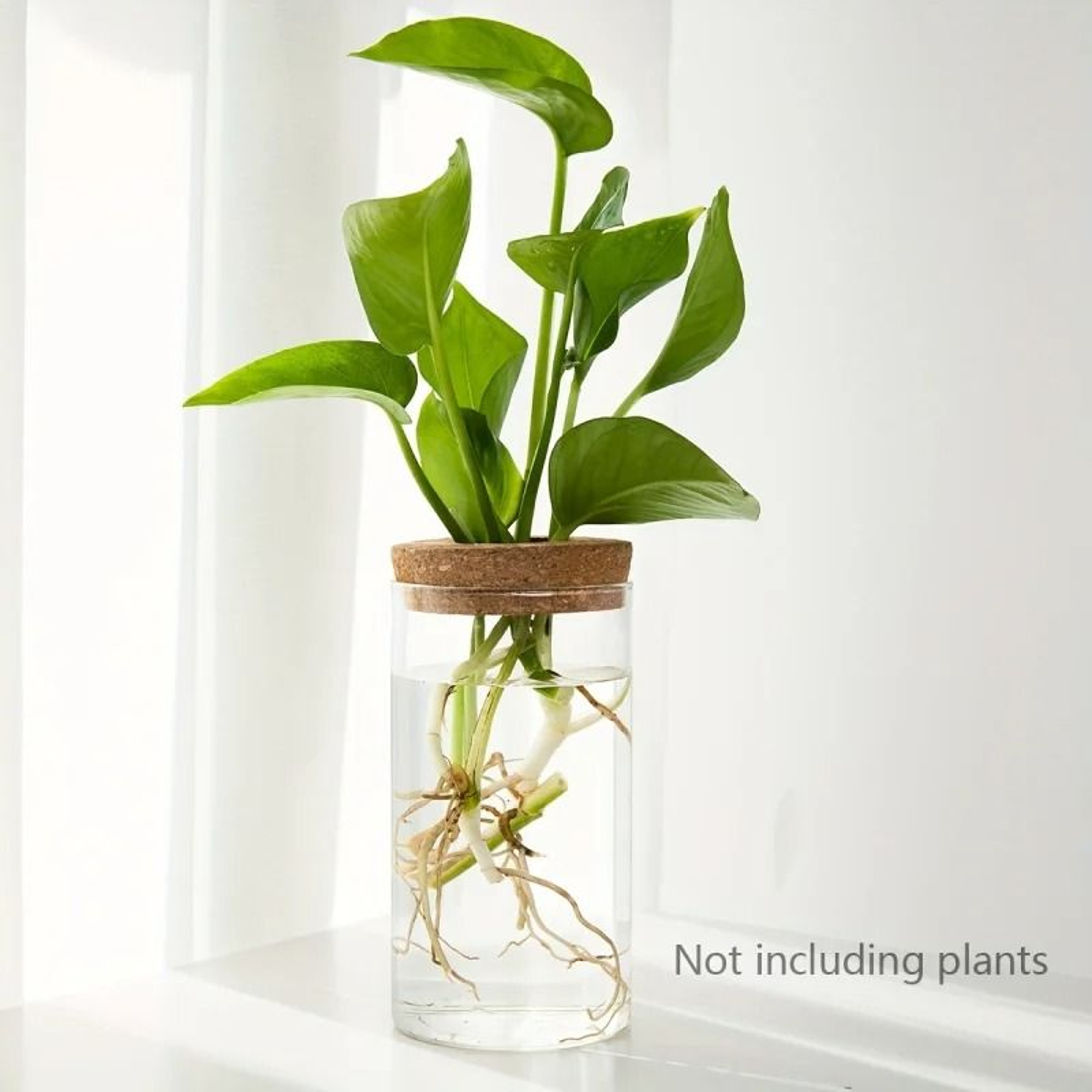 Desktop Hydroponic Plant Propagation Glass Vase 7