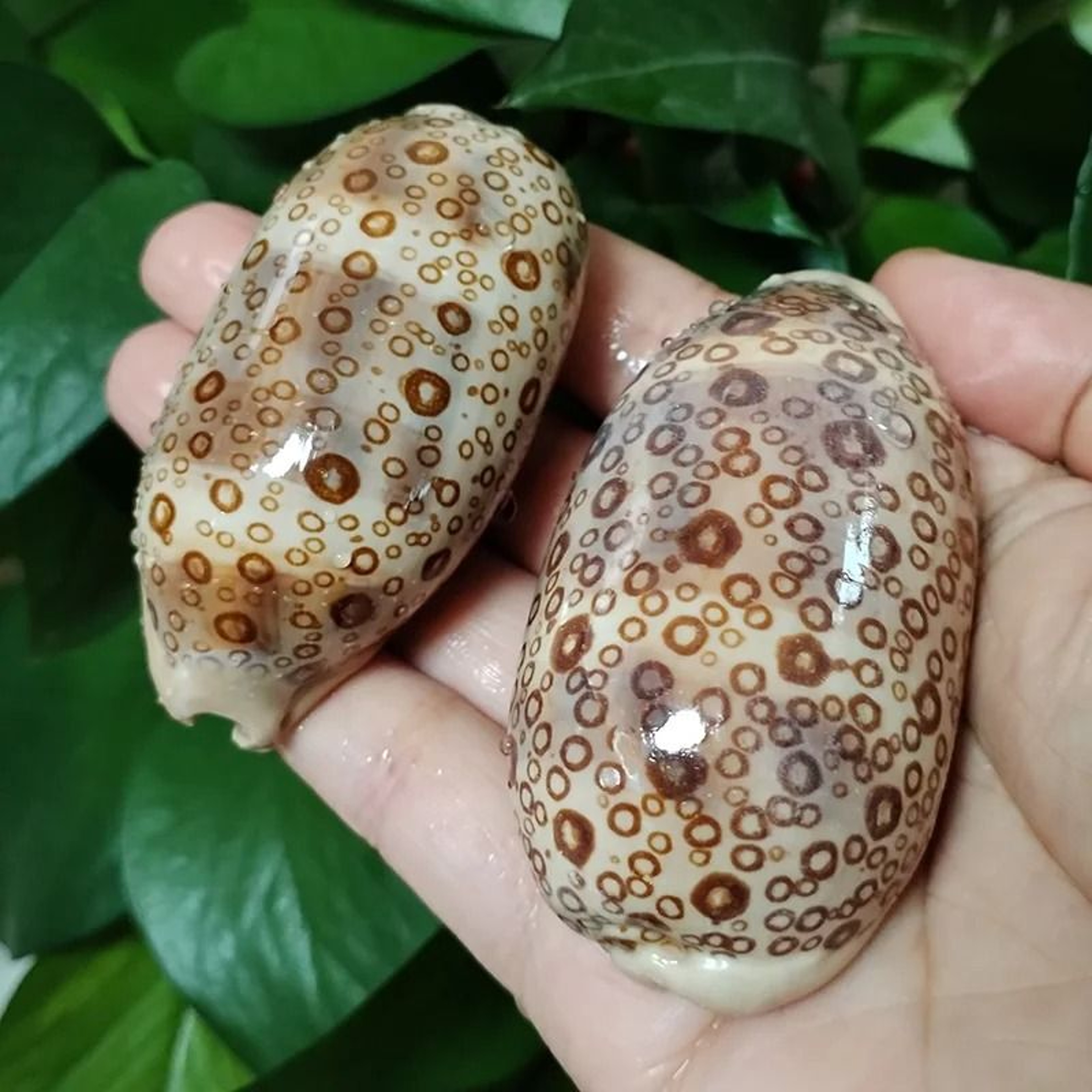 Natural Cowrie Shell Decor Set Aquarium And Beach Style Home Decoration 9