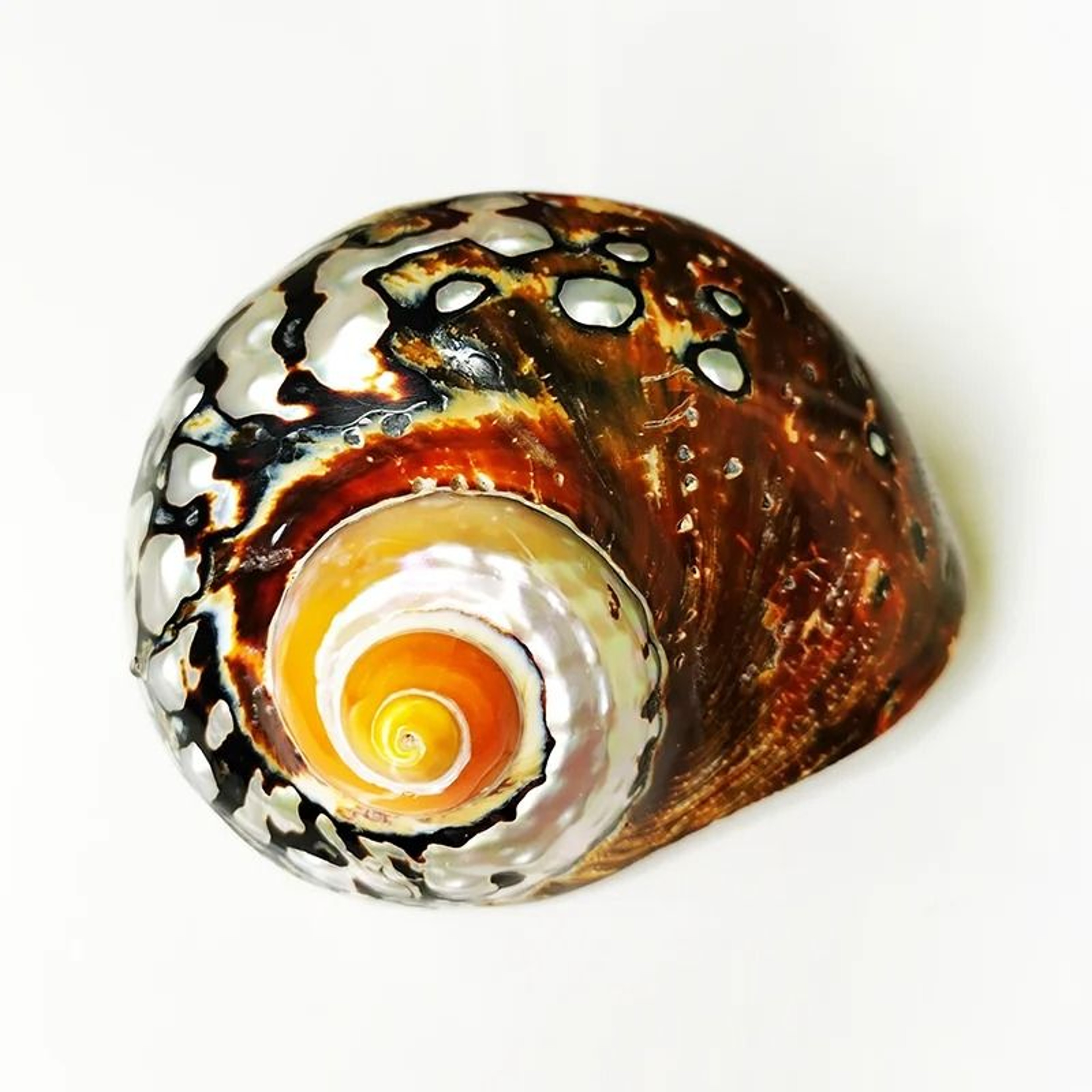 Natural Turban Seashell Hermit Crab Shell Decor Large Turbo Shell Ornament 0