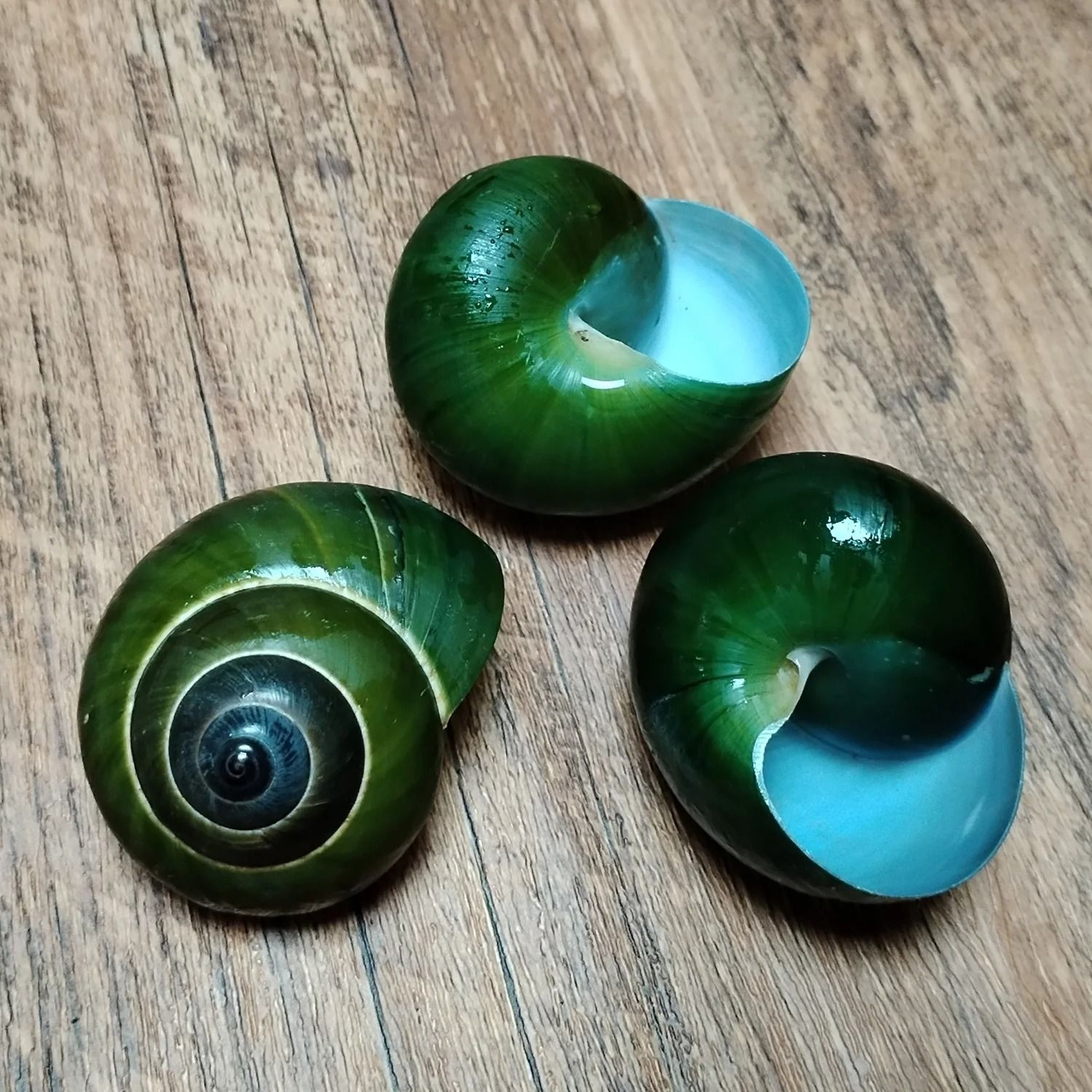 Natural Green Jade Snail Shell Aquarium Decor Specimen Collection Ornament 3