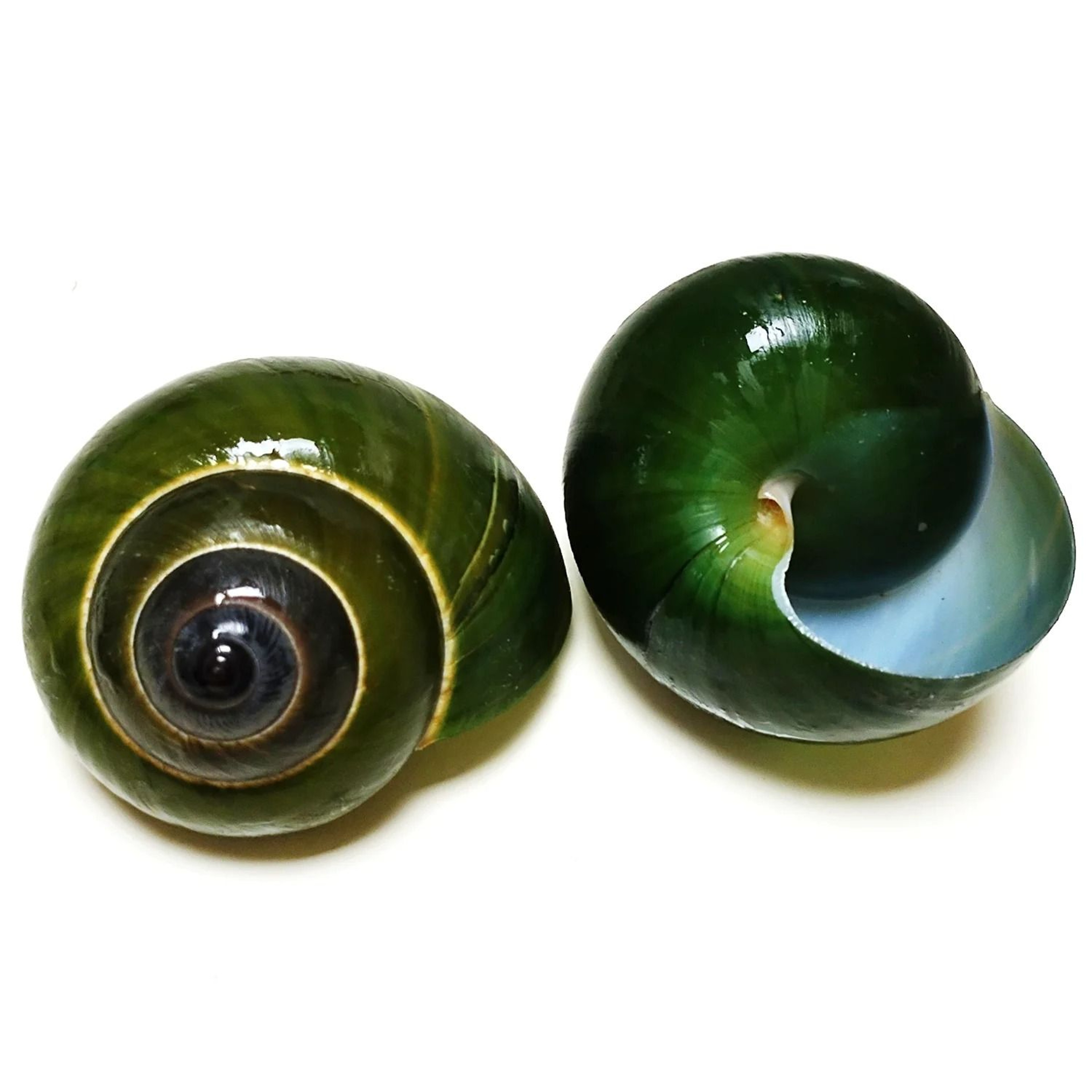 Natural Green Jade Snail Shell Aquarium Decor Specimen Collection Ornament 0