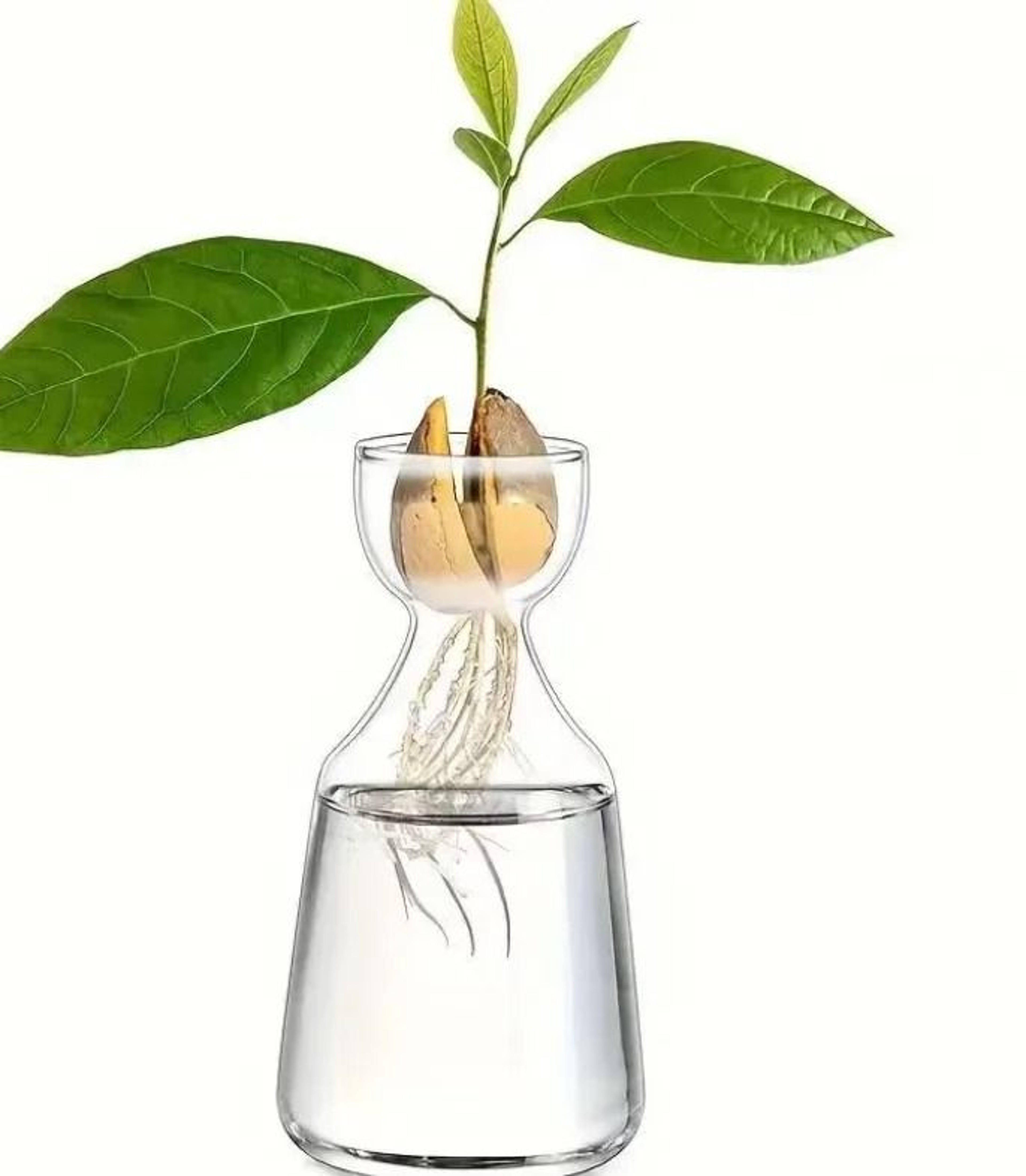 Avocado Seed Starter Glass Vase Set Hydroponic Growing Kit 3