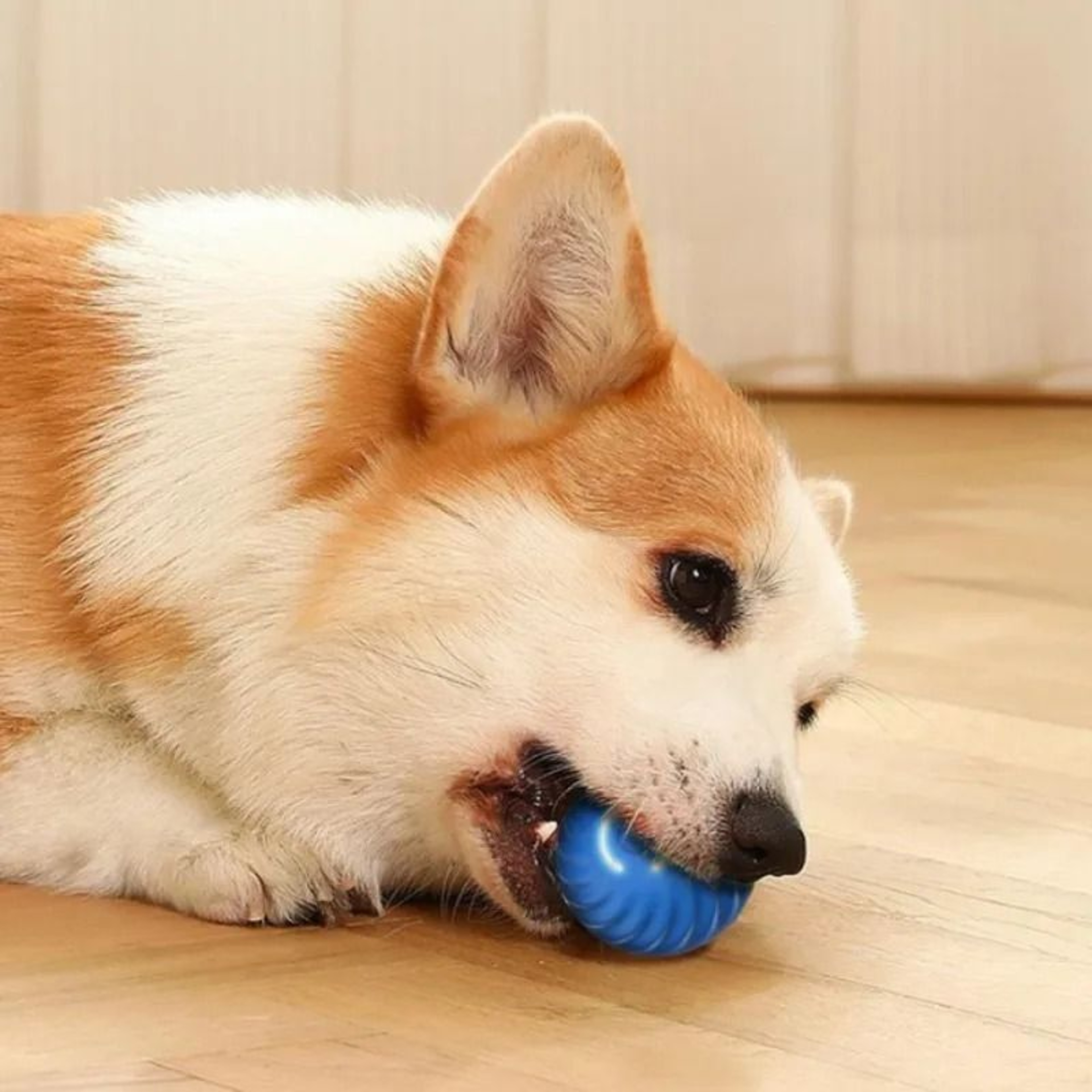 BounceBuddy Interactive Automatic Moving Dog Toy Ball 4