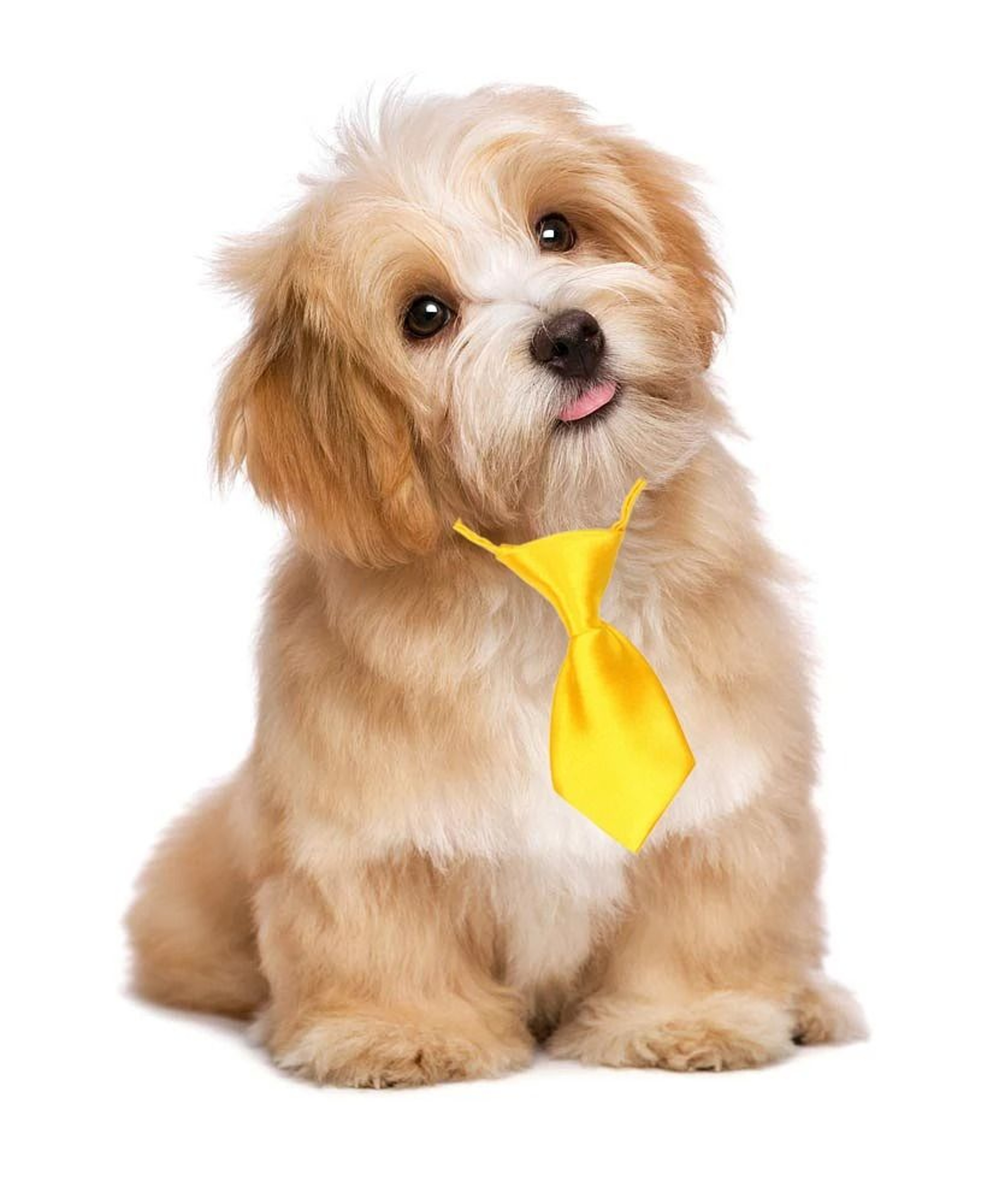Adjustable Pet Bow Ties And Neckties Accessories For Small Dogs And Cats 7