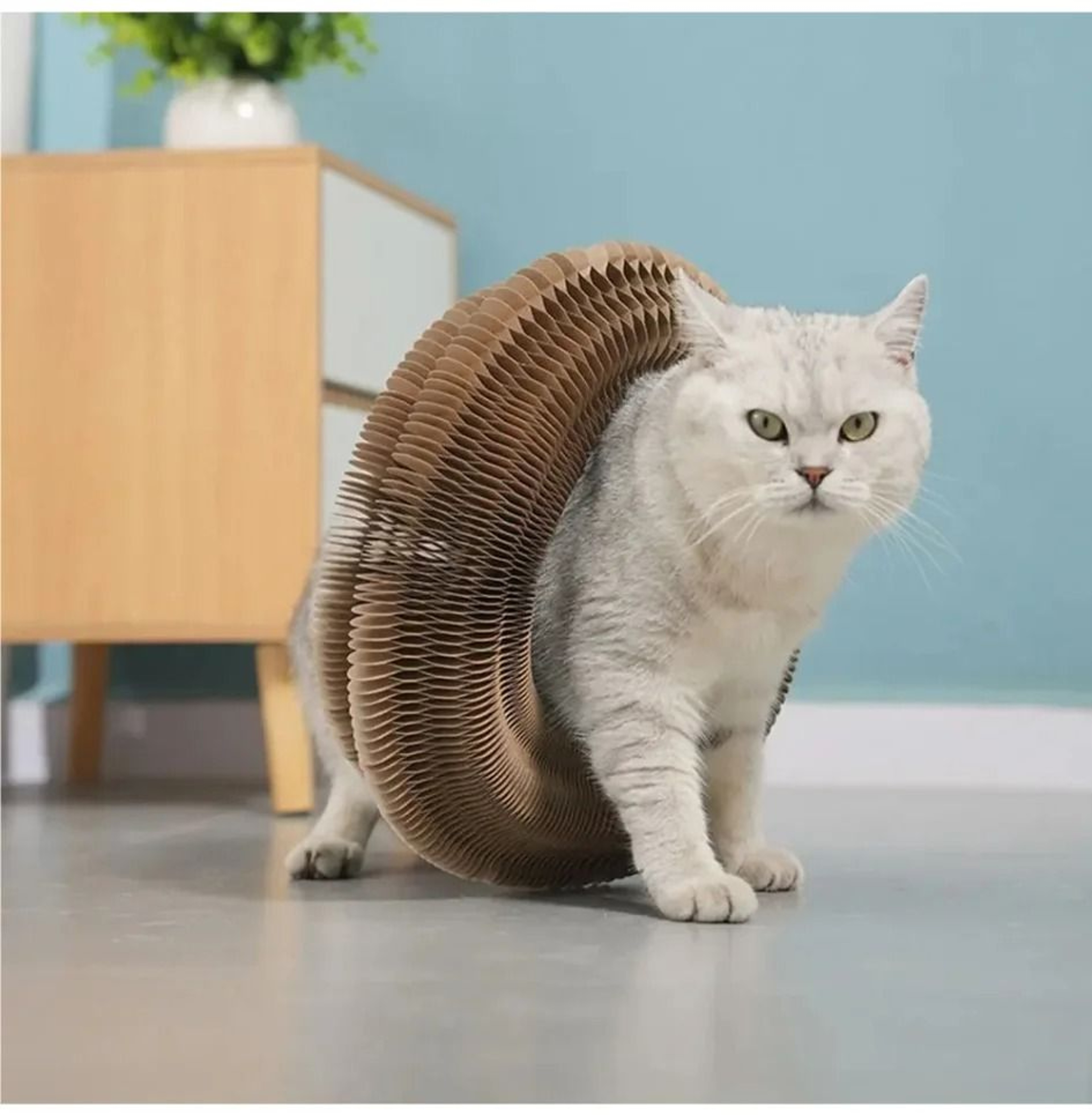 Transformable Kitty Kurlz Cat Scratching Board Toy 6