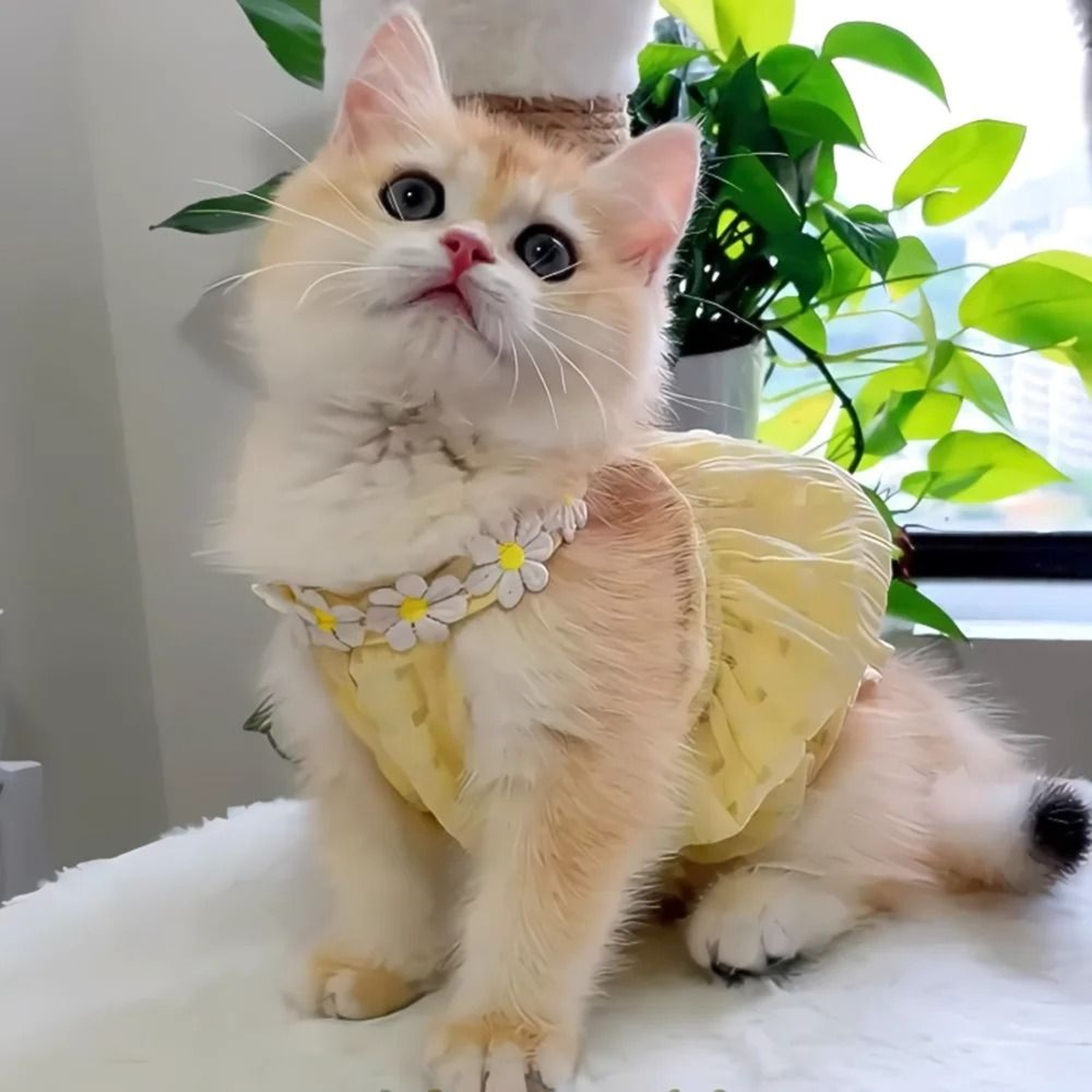 Summer Floral Pet Princess Dress Breathable Small Dog And Cat Skirt With Wreath Collar 7
